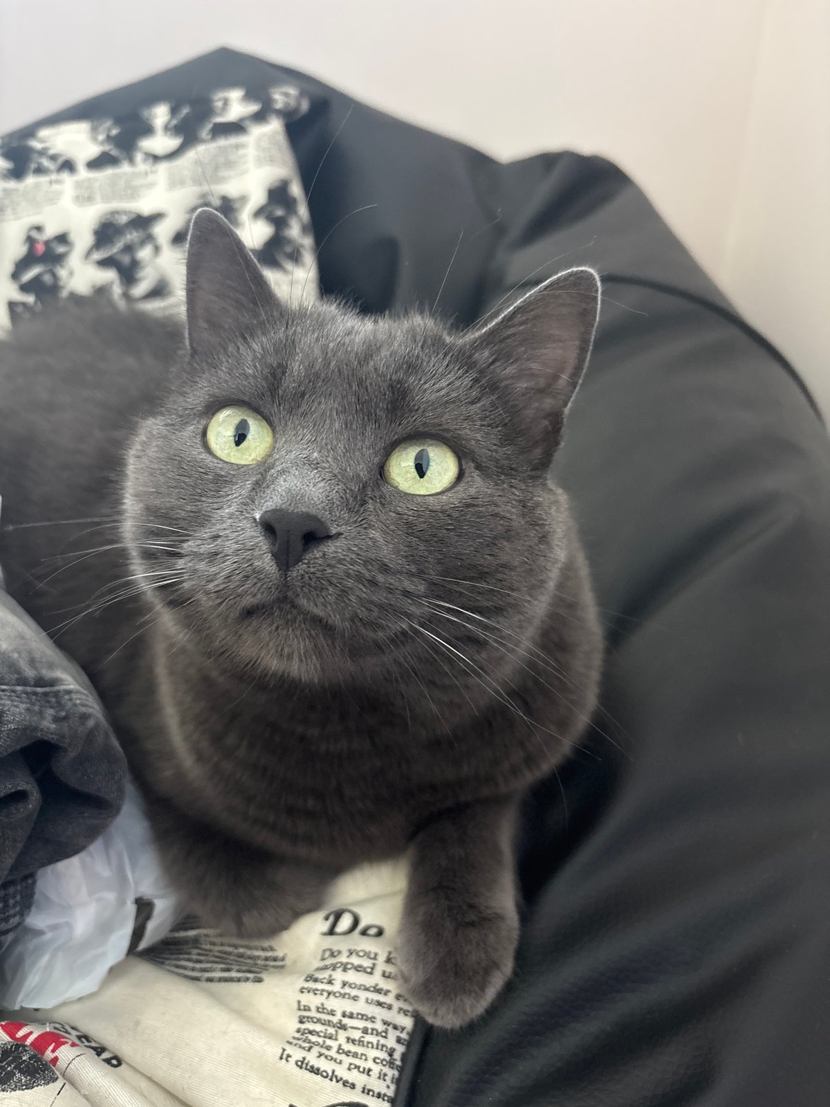 Gray cat and residential scenes captured in morning observations
