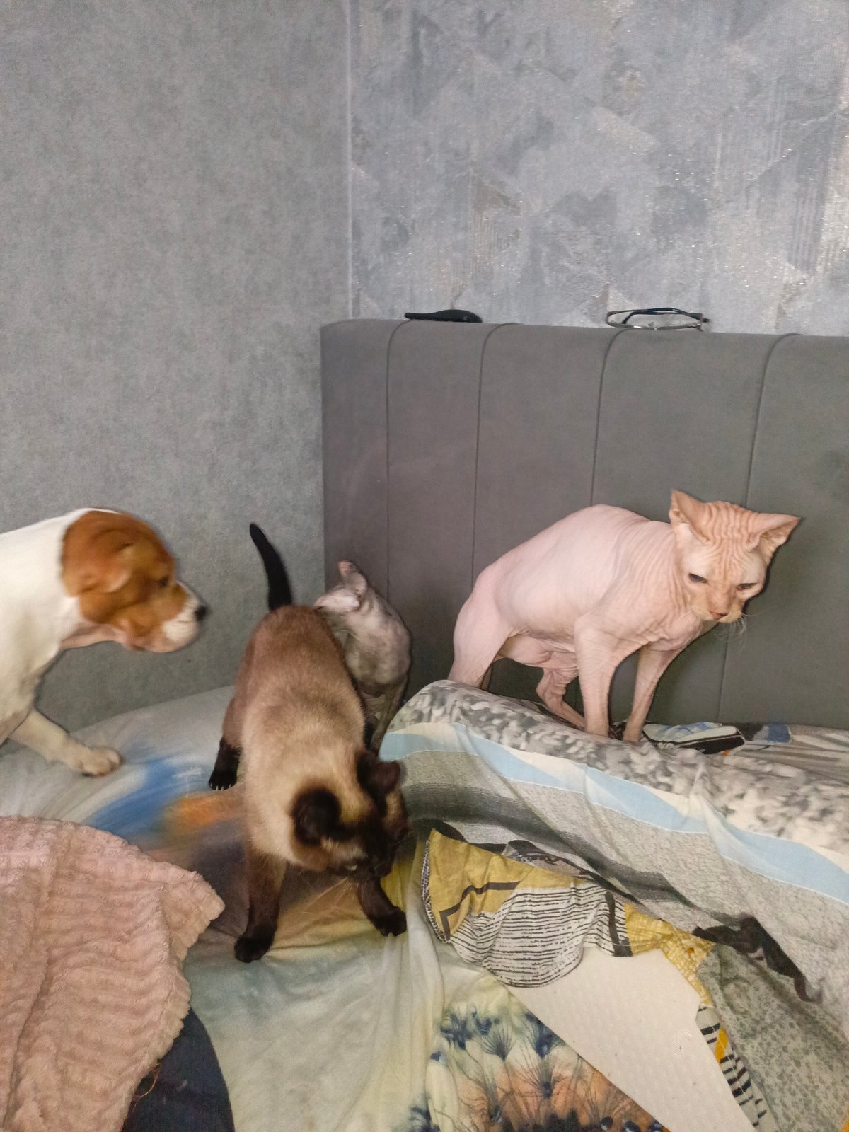 Family moments with pets captured in Russian household