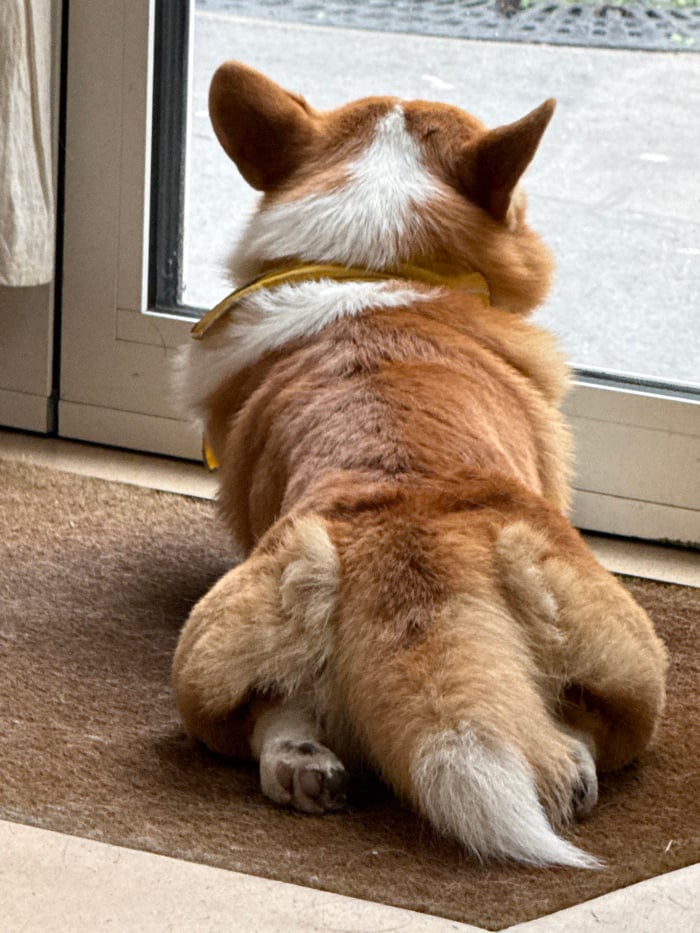 Corgi spotted resting indoors, Paris cafe details captured