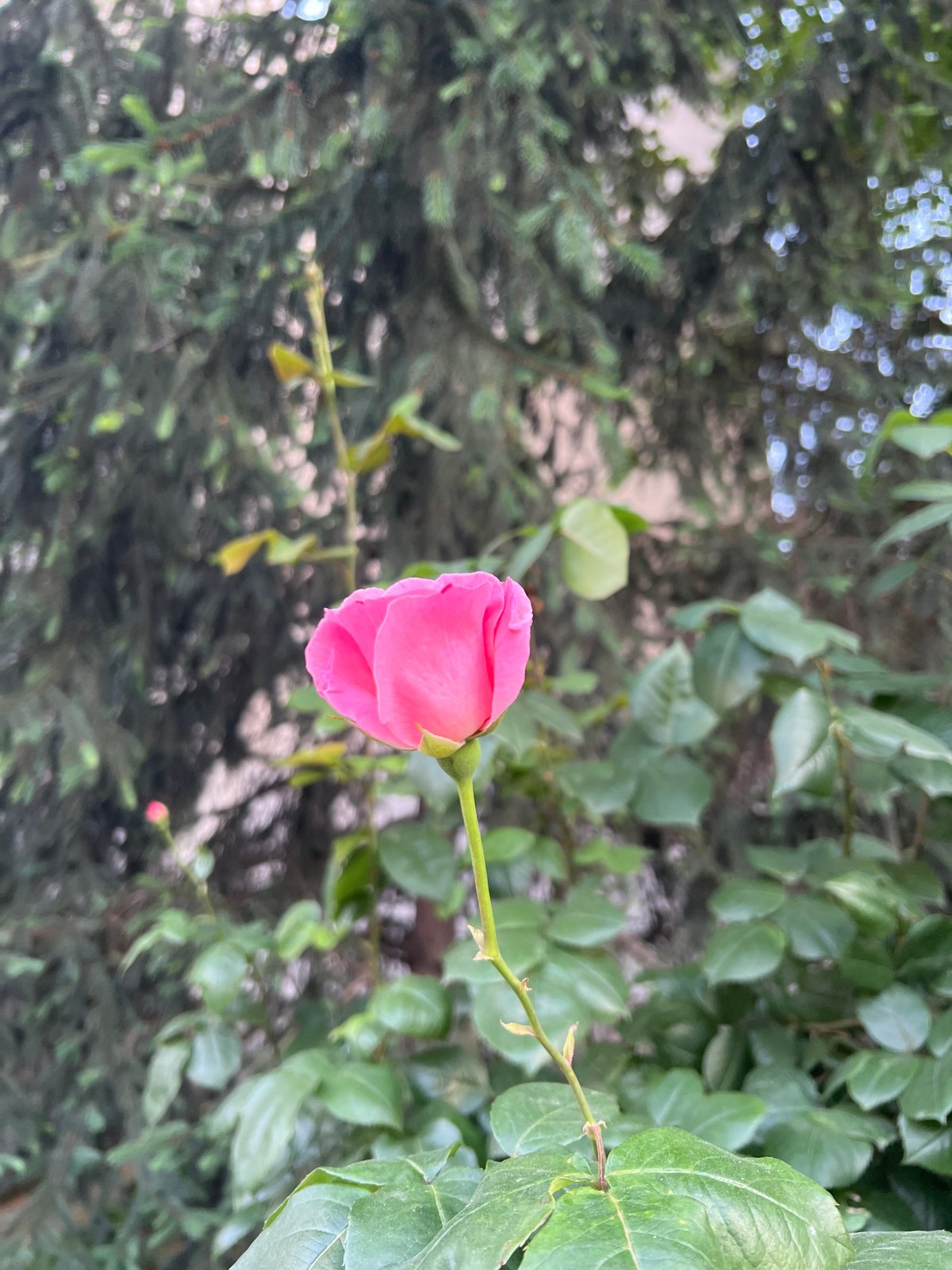 Plovdiv resident documents evening cityscape, roses, and moon