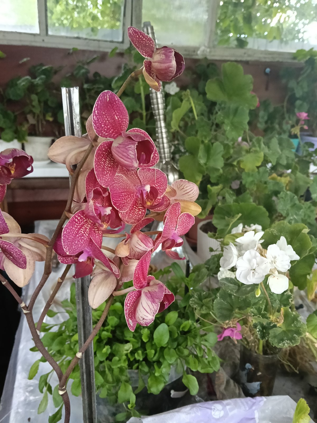 Garden collection documented in Красный Маяк with plants and figurines
