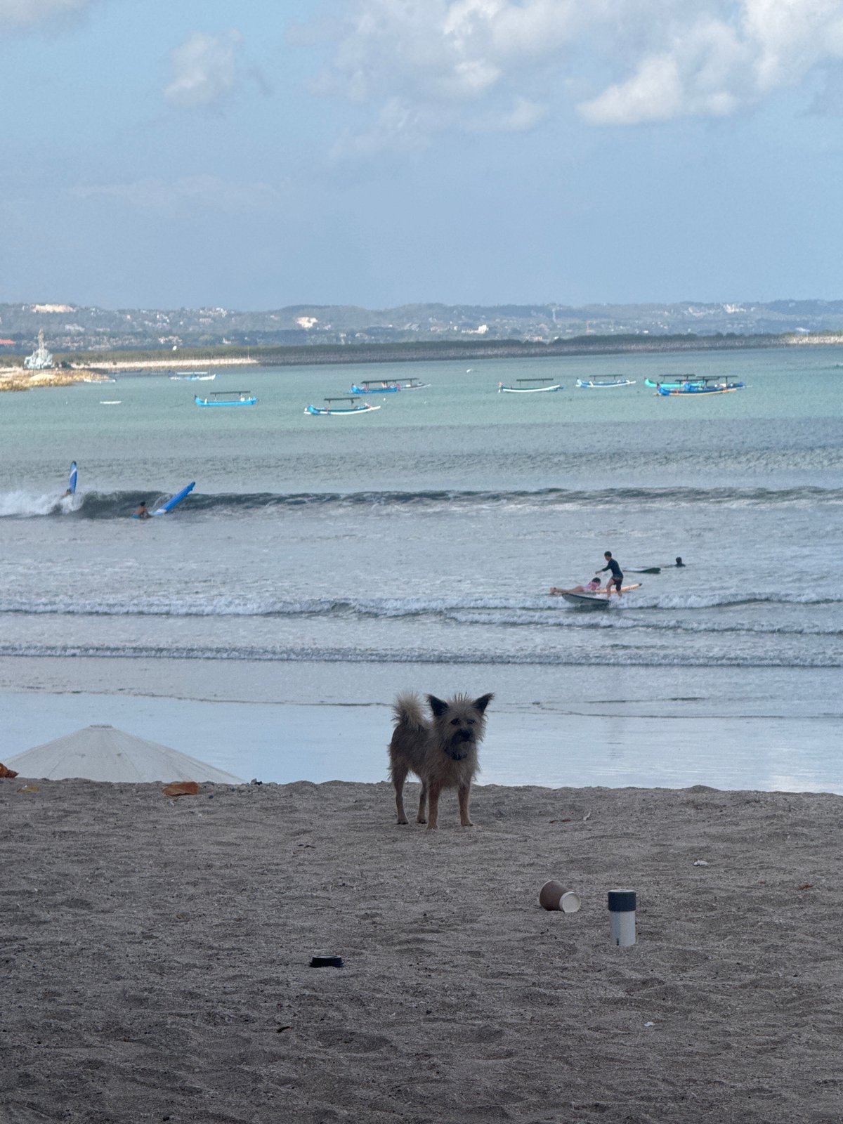 Surfers, beach dogs, and very busy squirrels at Kuta