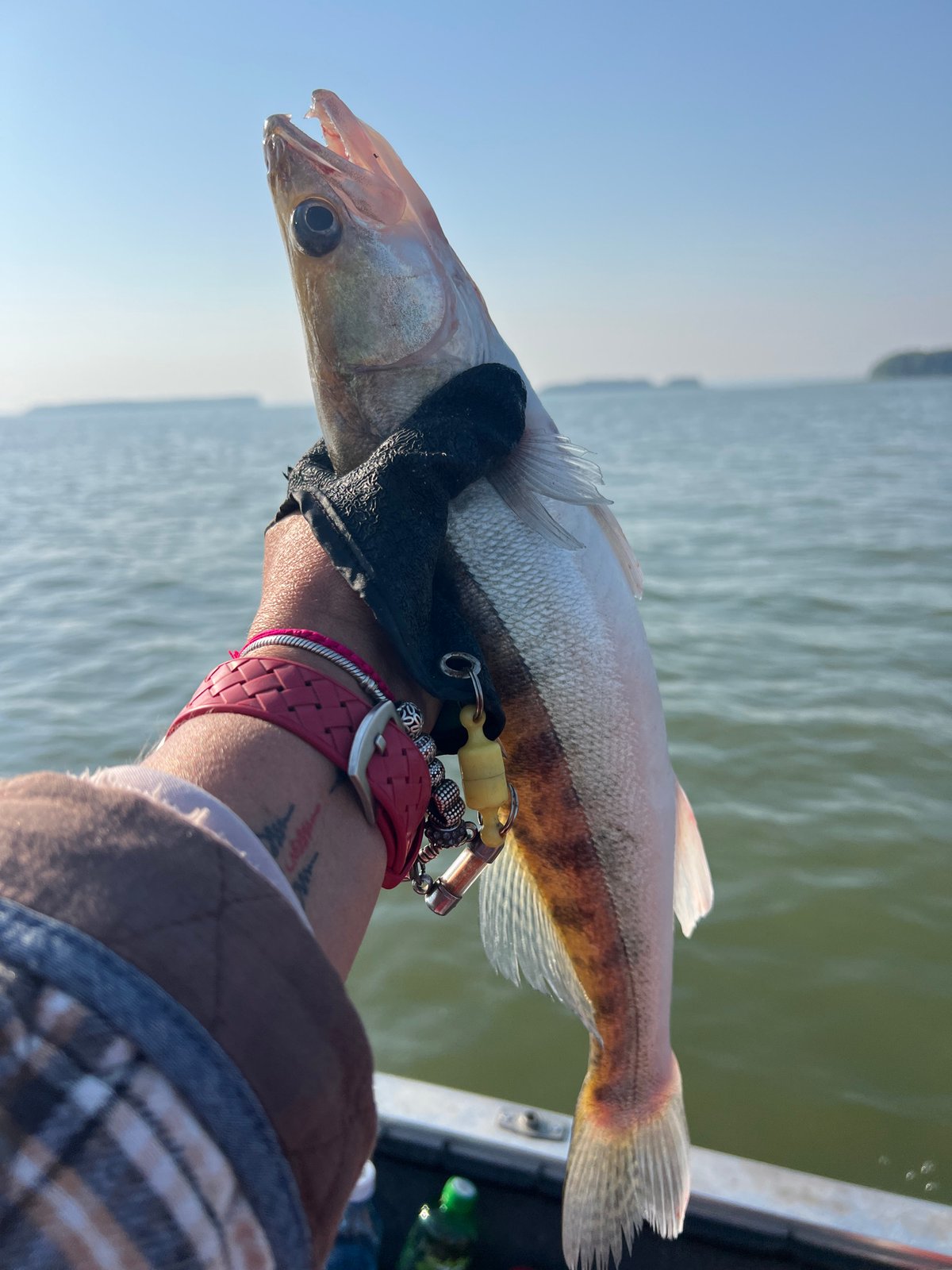 Striped freshwater fish pulled from Russian waters