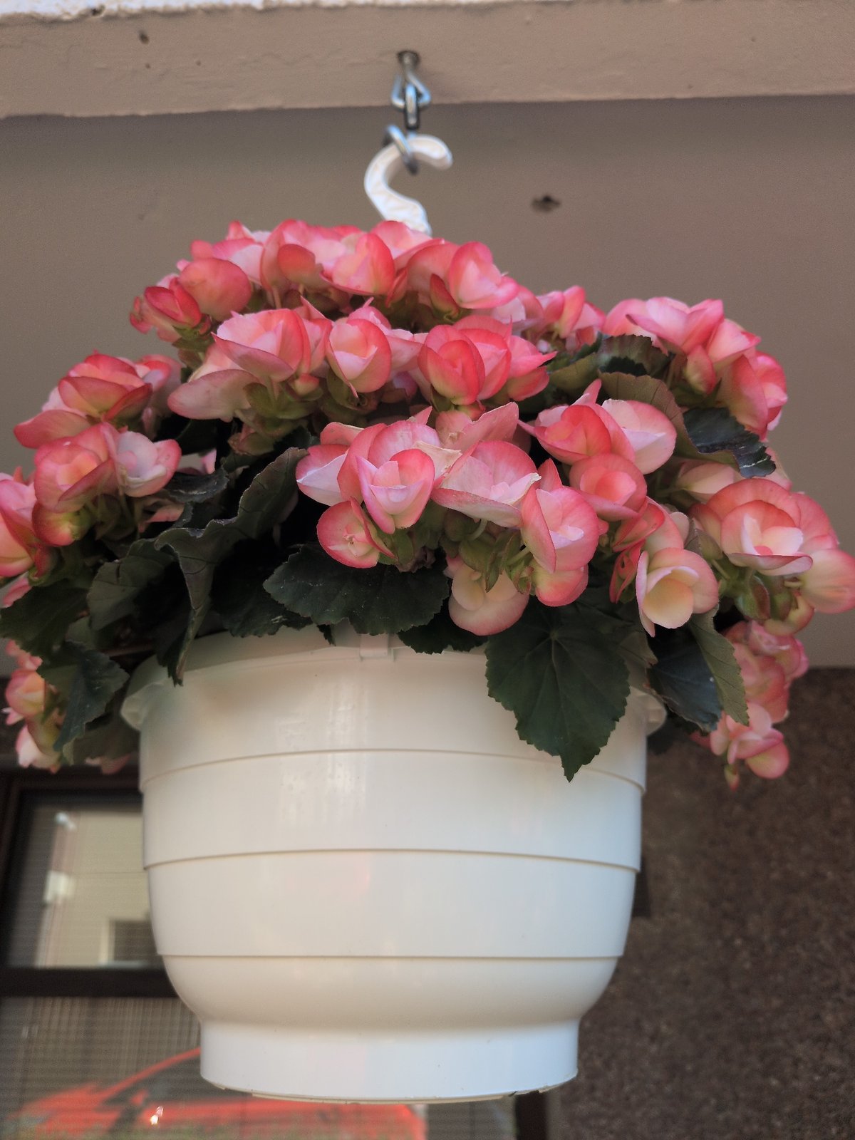 Garden documentation captured in Vantaa, Finland shows flowers and cats