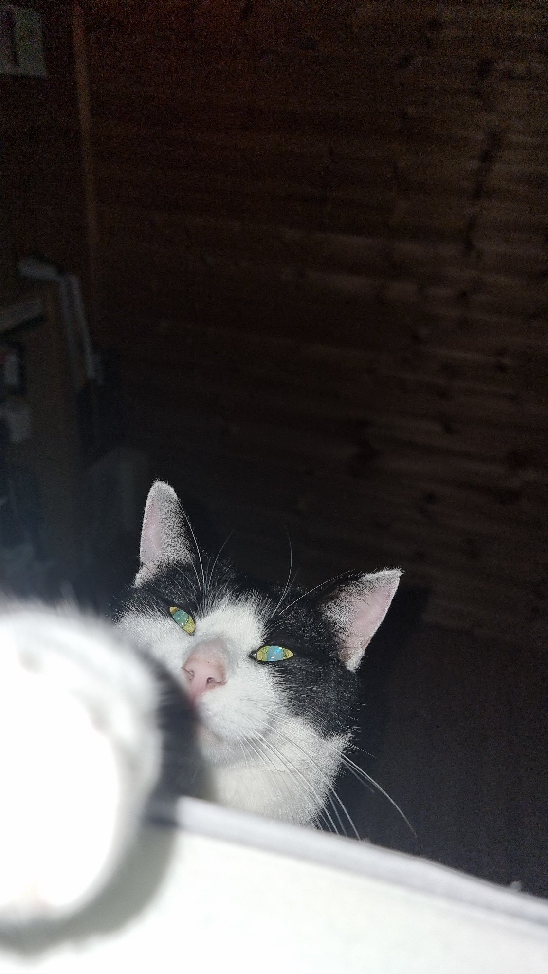 South Korean resident documents morning domestic life with cat
