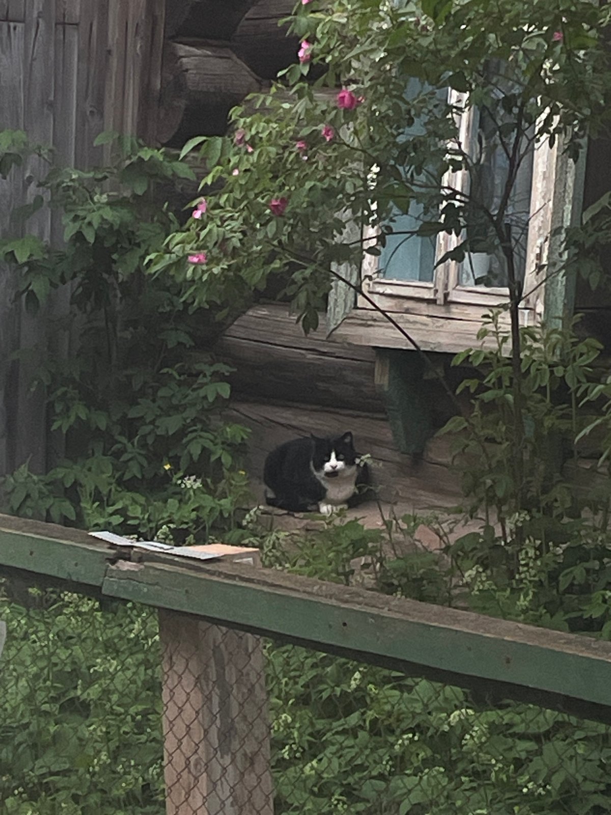 Evening life documented in Votkinsk: cats, streets, twilight moments
