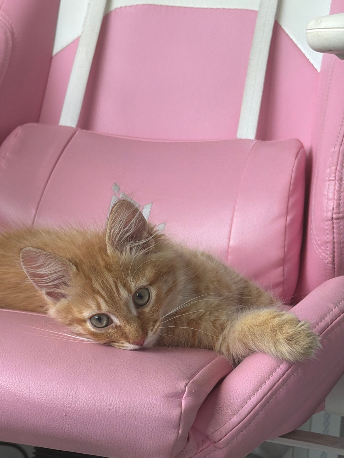Kitten, selfie, airport clocks captured in Khimki afternoon