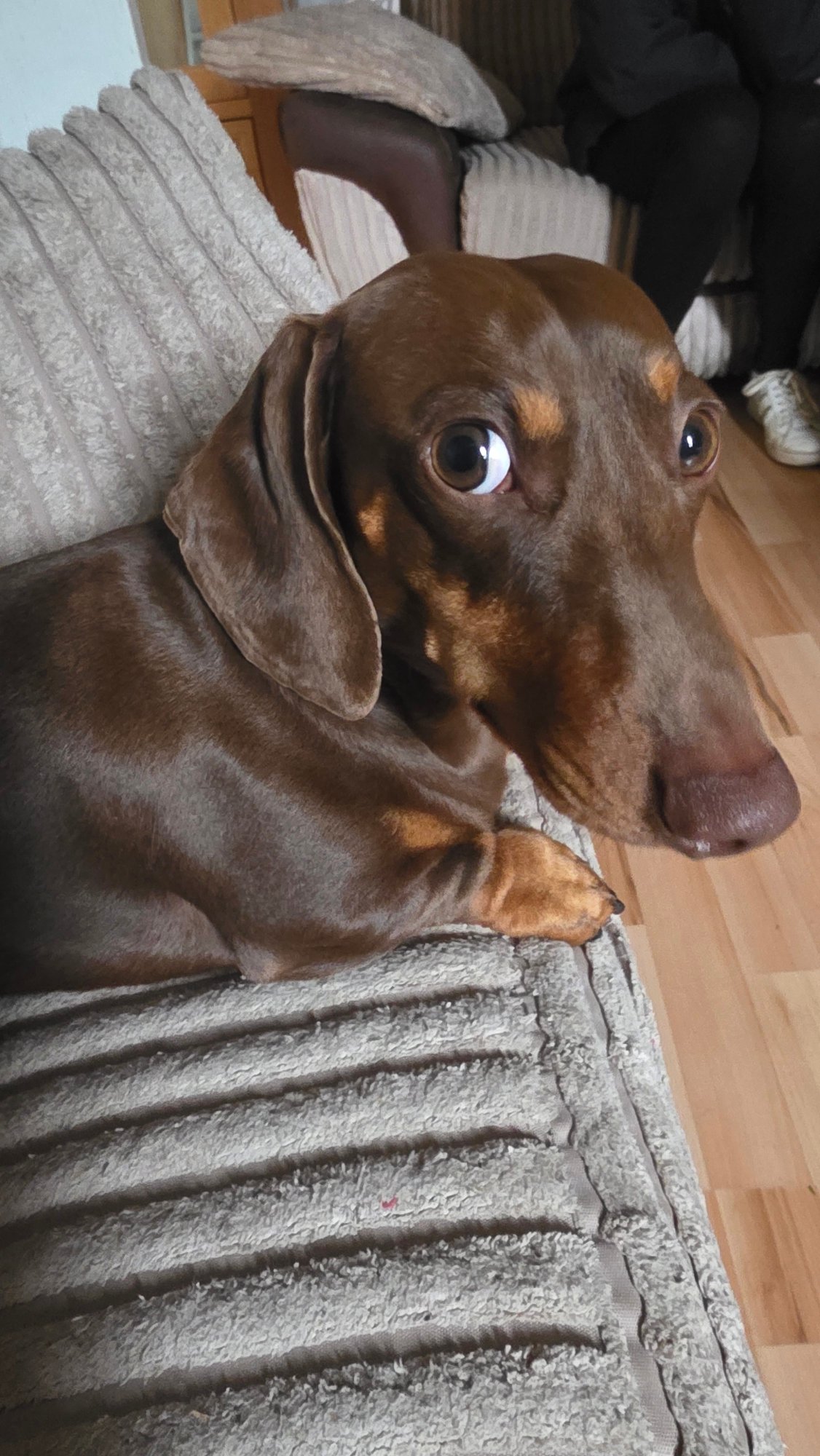 Dachshund photographed resting on beige sofa indoors
