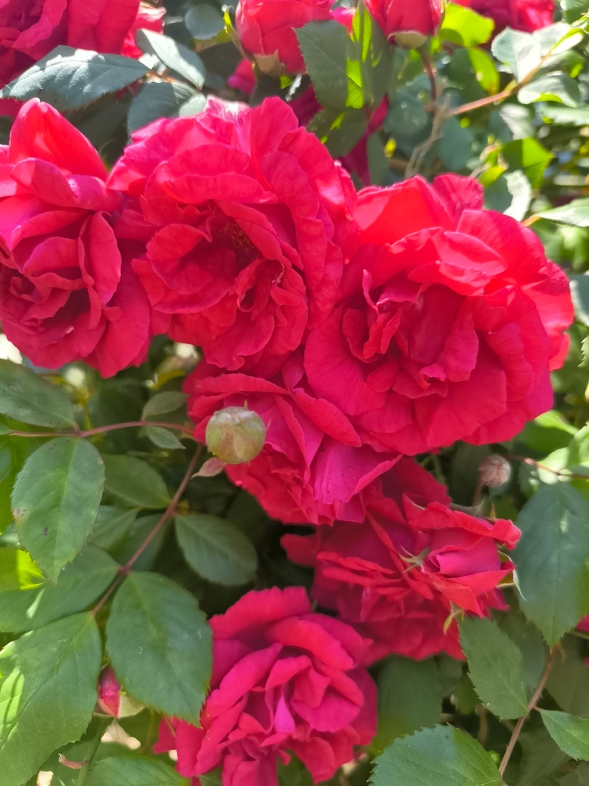 Red roses in full bloom observed in Priseltsi, Bulgaria