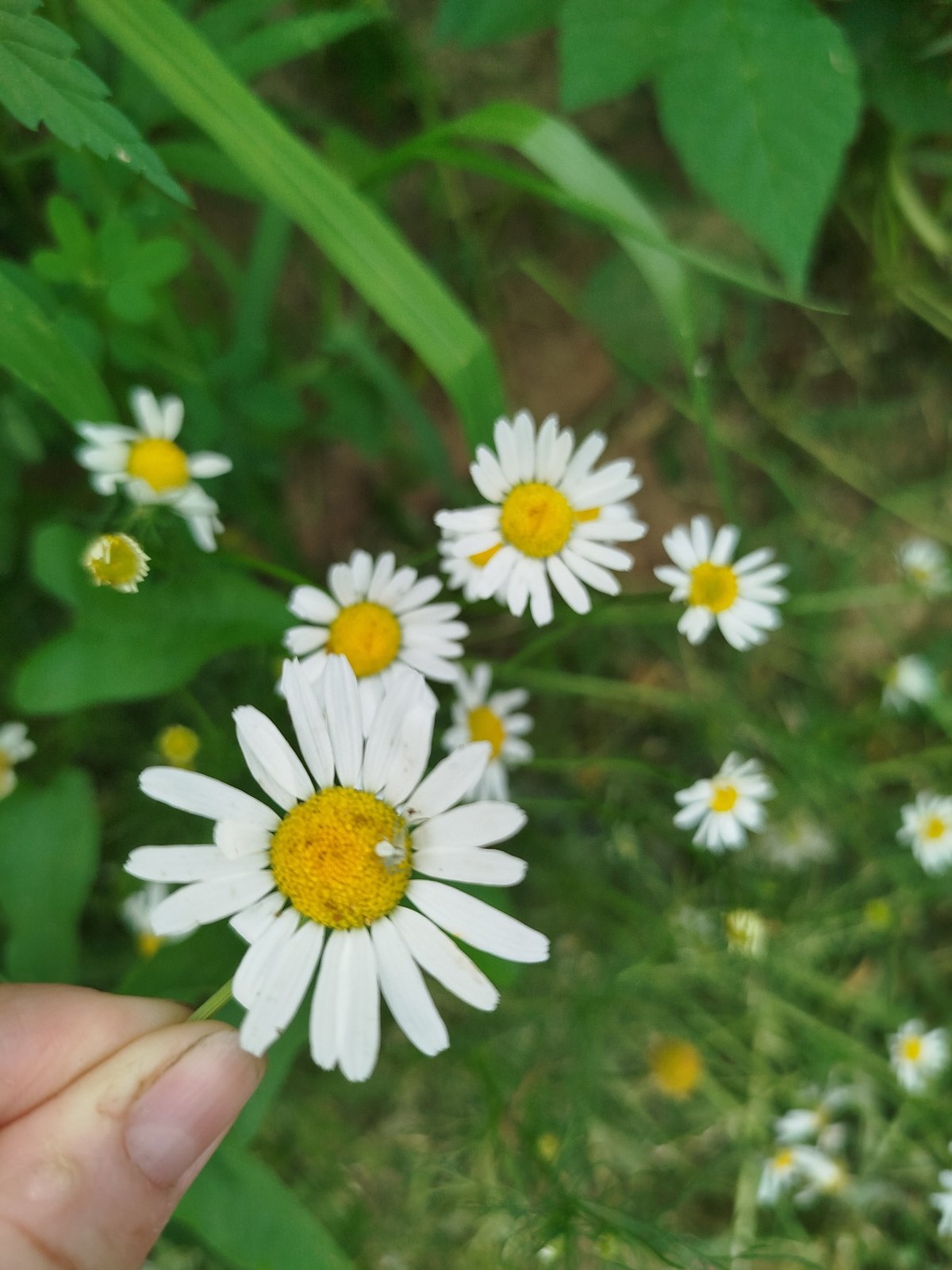 Summer garden tour in Zavodoukovsk, flowers and vegetables up close