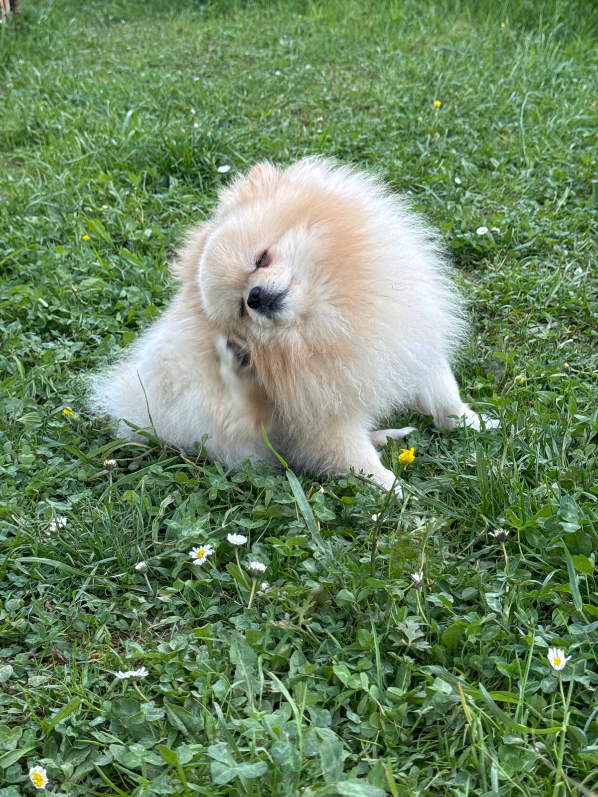 Pomeranian enjoys treat break in flower-filled grass in Germany