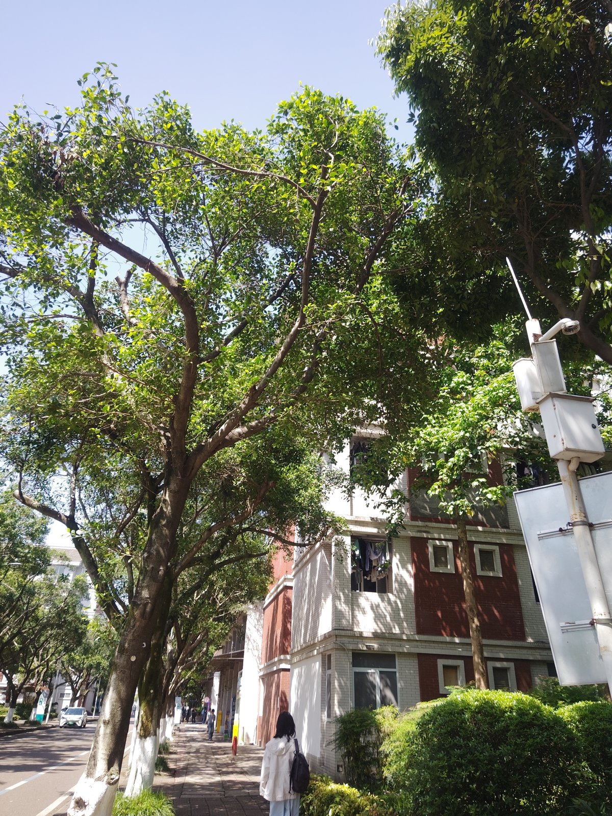 Morning walk documented through Chongqing High-tech Zone urban landscape