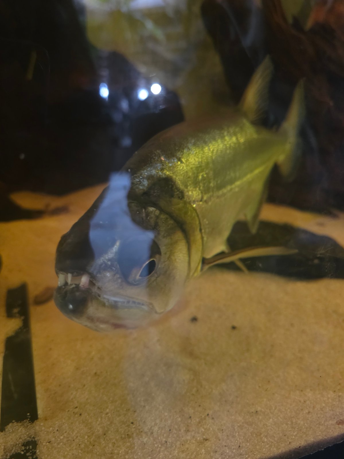 Sofia Zoo visitors spot pacu fish, white tiger during midday visit