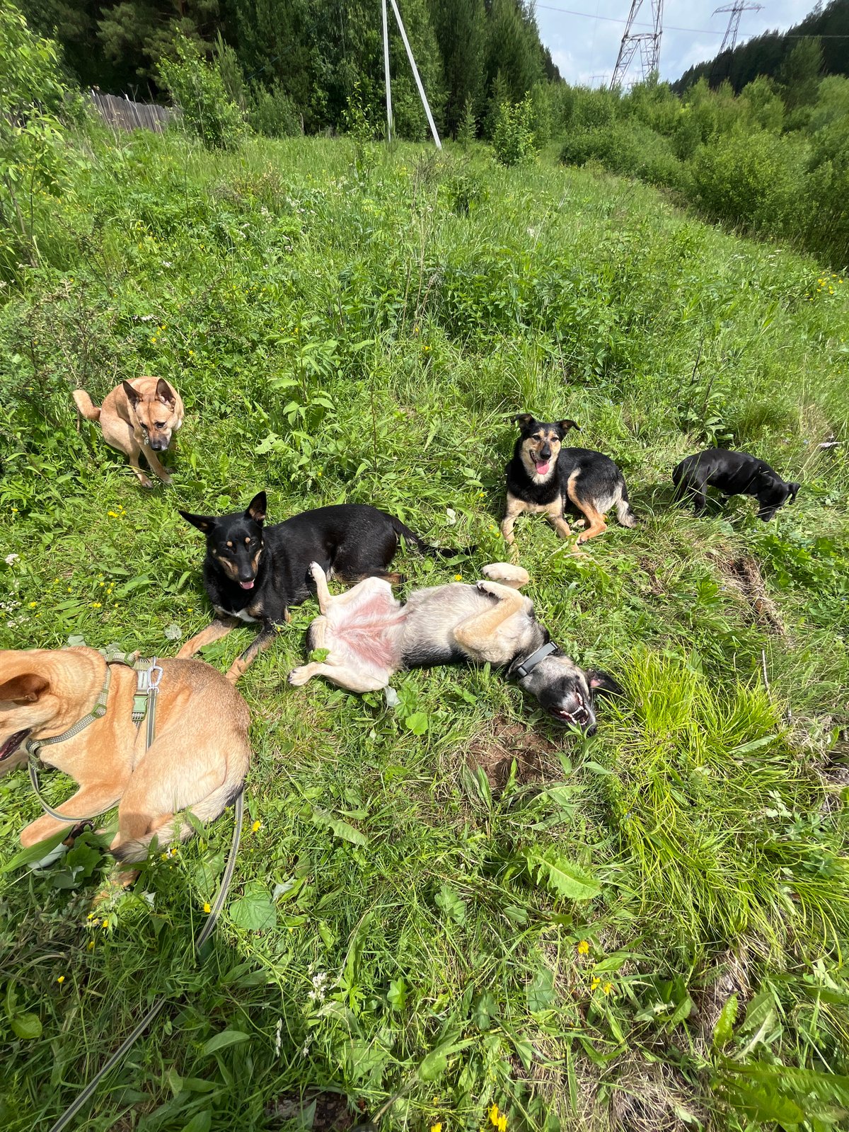 Dogs play with toys in Russian field morning session