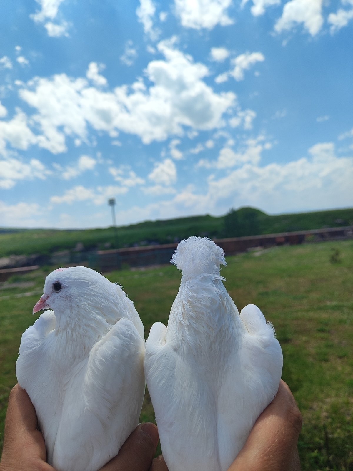 Ceremonial gathering at Harichavank Monastery with doves and a vintage limousine