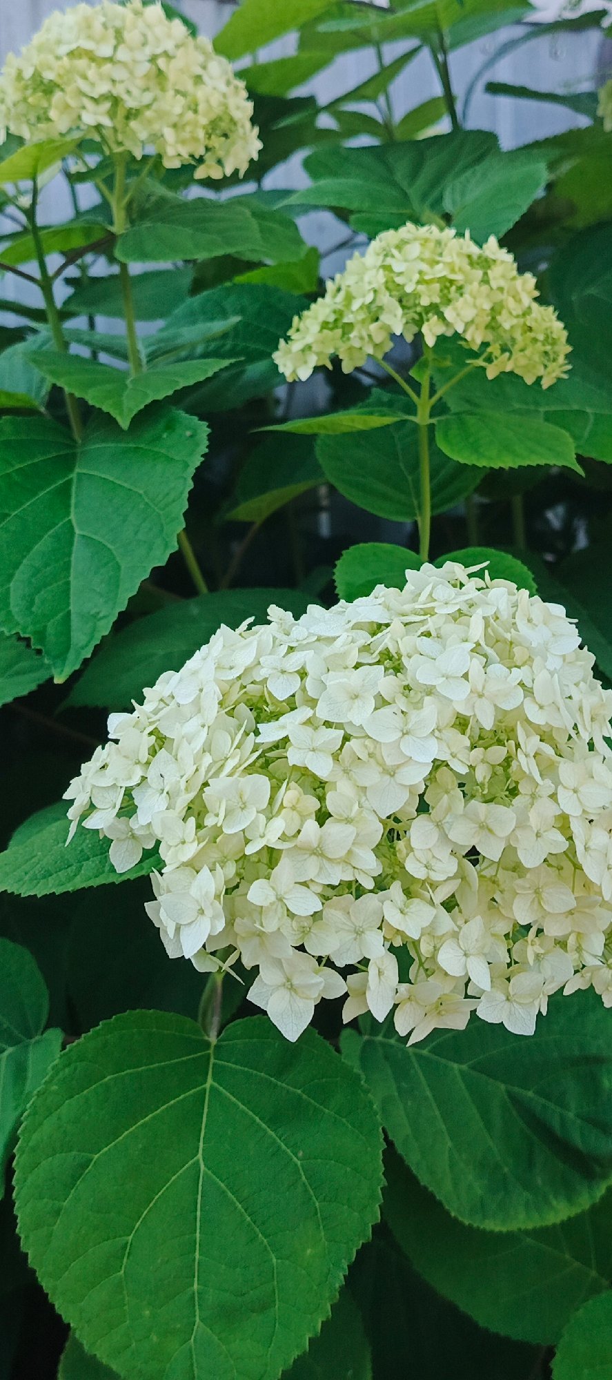 Summer morning in Chaikovsky: garden, a dog, and river barges