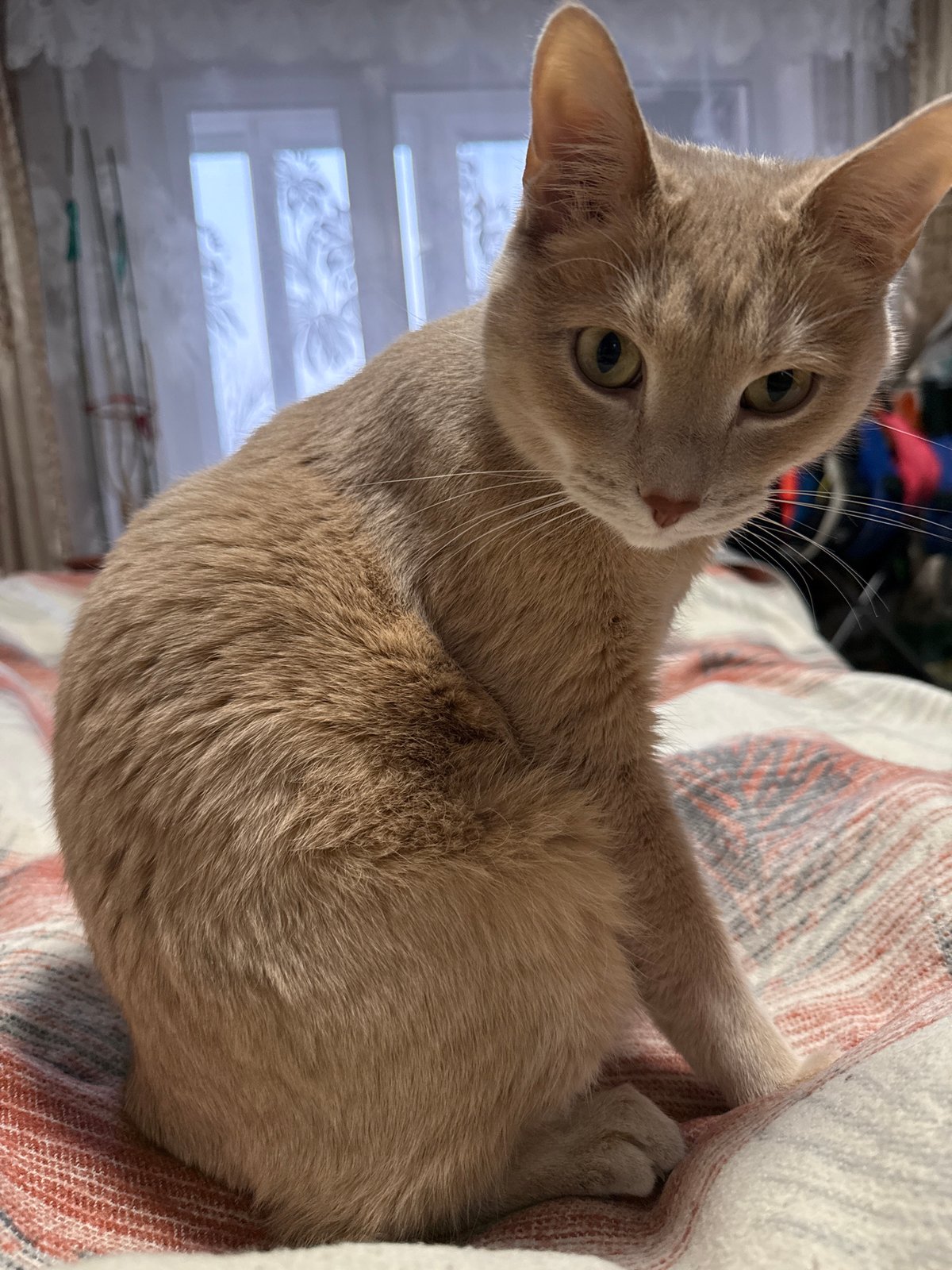 Chaikovsky resident captures sunset, cat, daily objects in spring evening