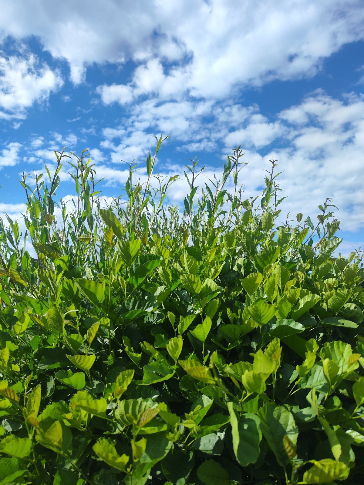 Lush vegetation photographed against blue sky in Chaikovsky, Russia