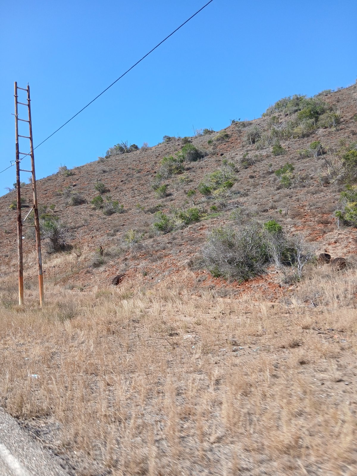 Dry vegetation documented on hillside in Pedro González, Venezuela