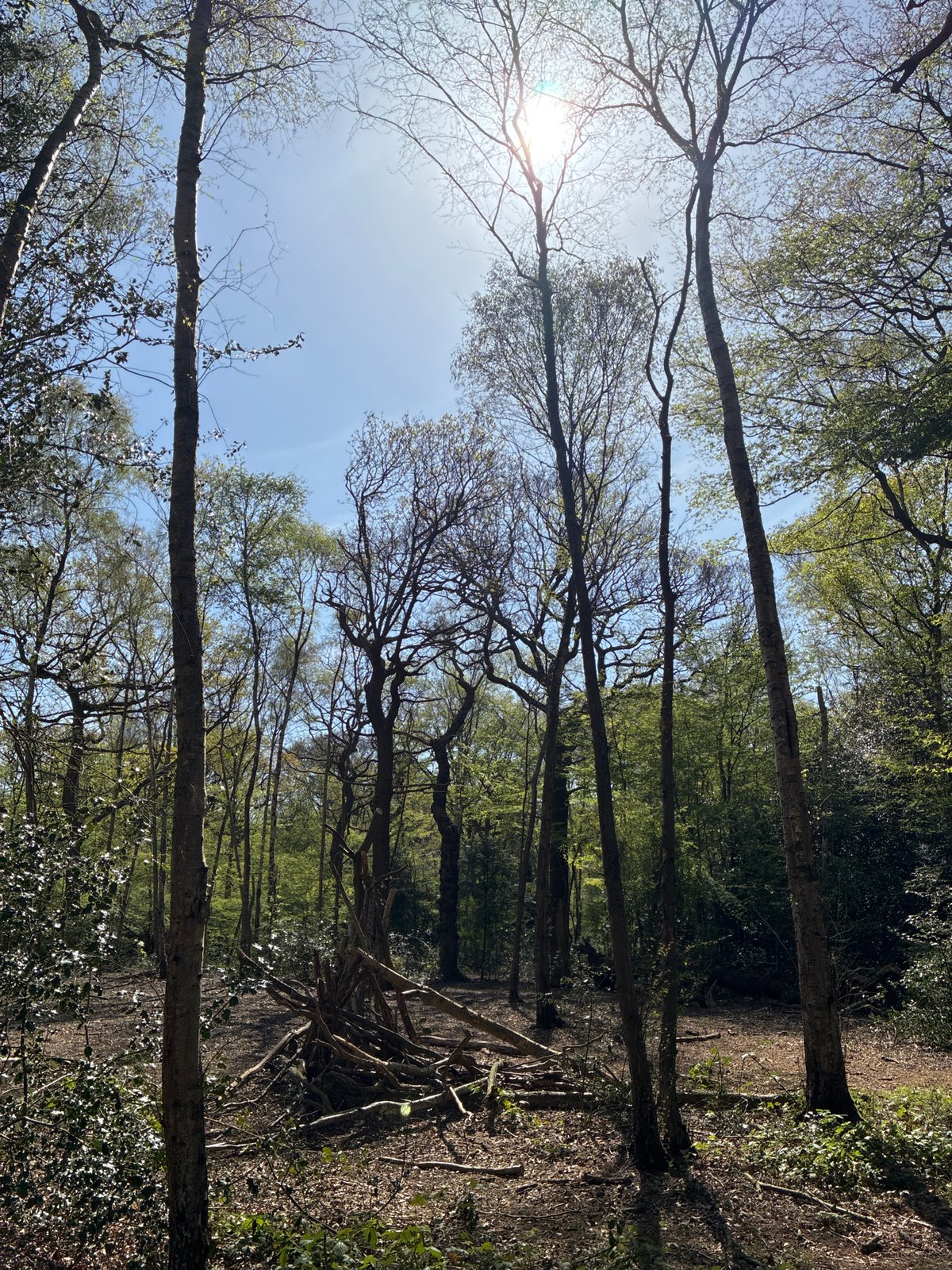 Dogs enjoy woodland walk in London park