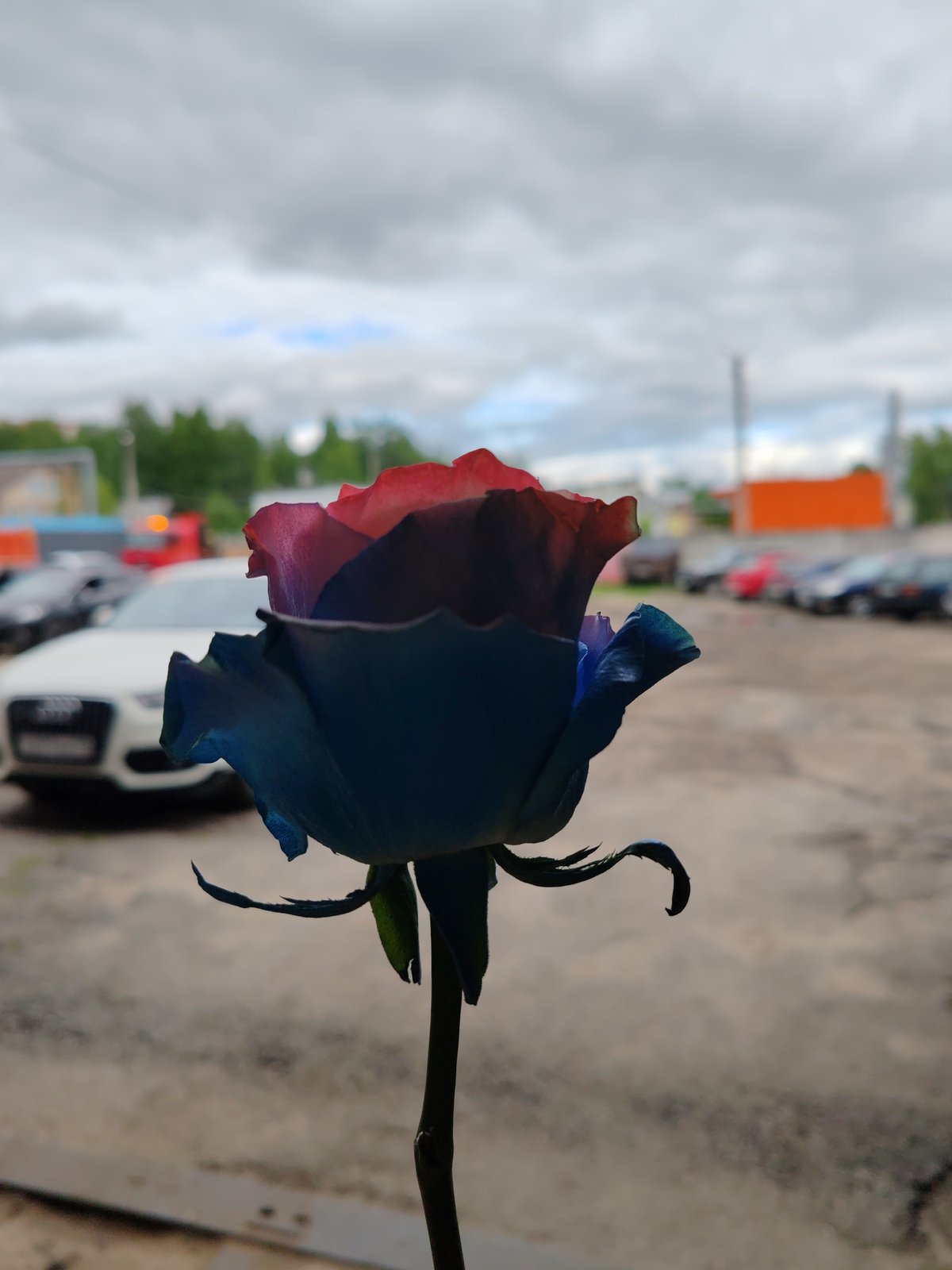 Woman poses with rare two-toned rose in Syktyvkar