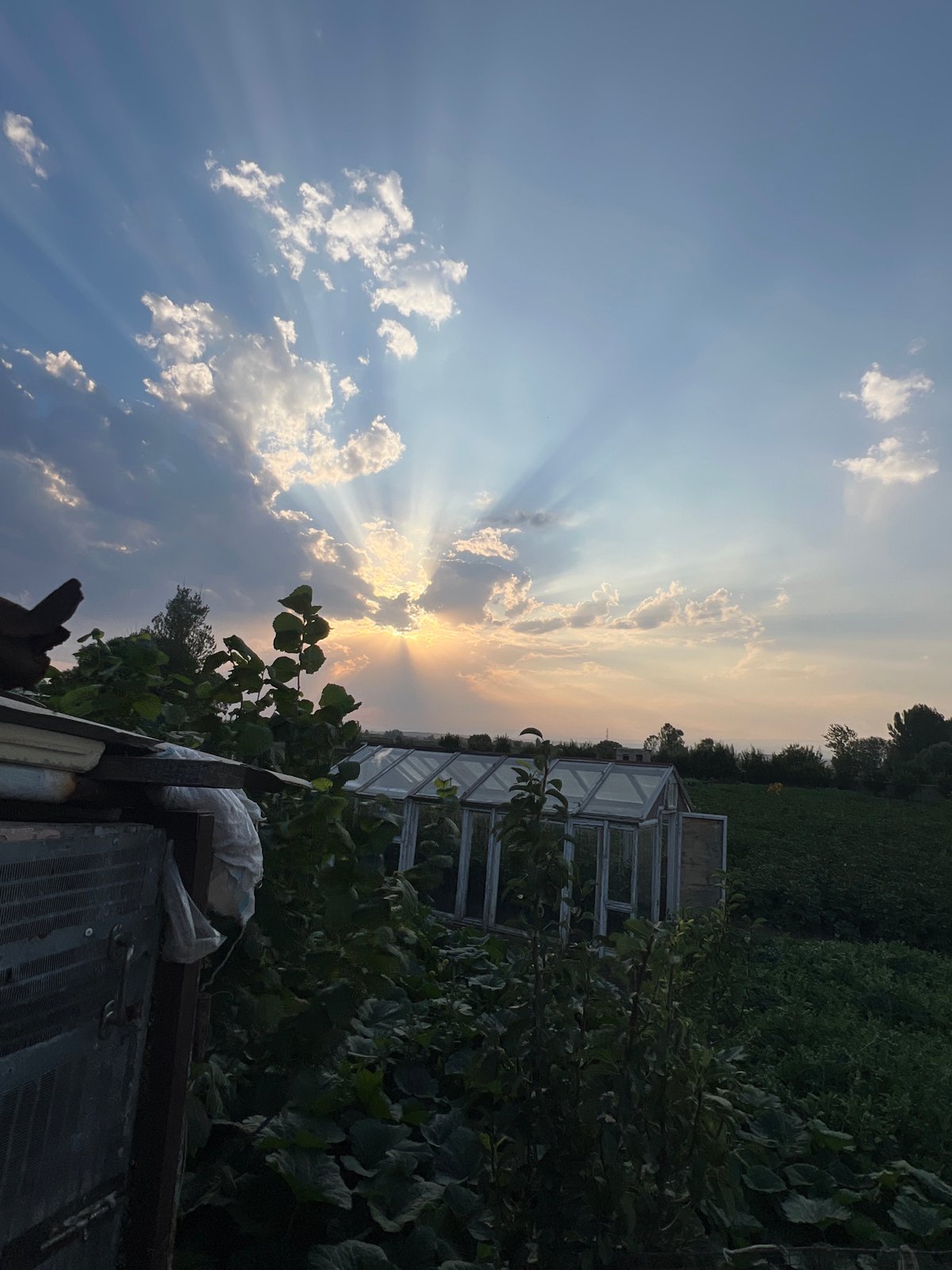 Sunset over a rural farm, crops and chickens in golden hour