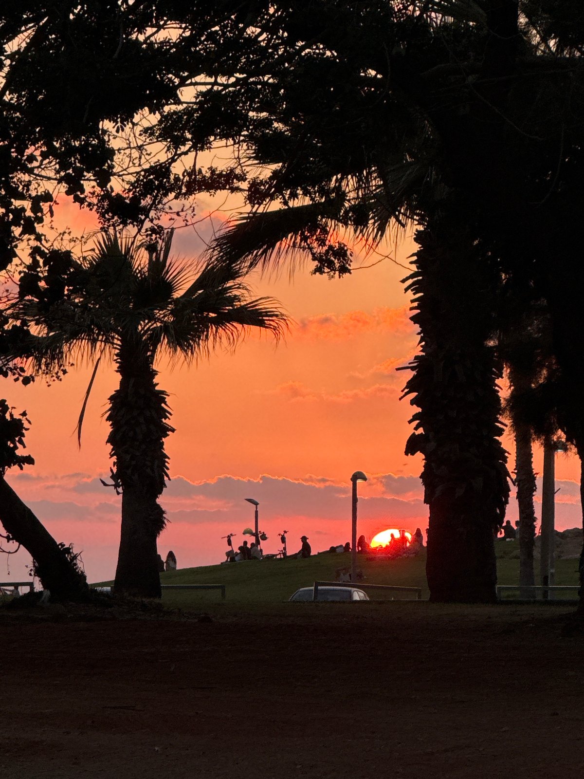 Tel Aviv palm trees at golden hour sunset