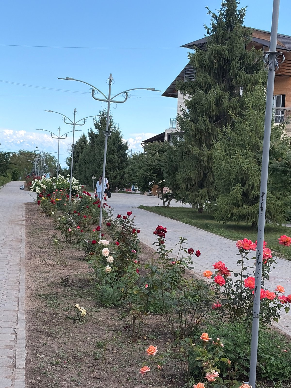 Morning stroll through a flowering garden in full bloom