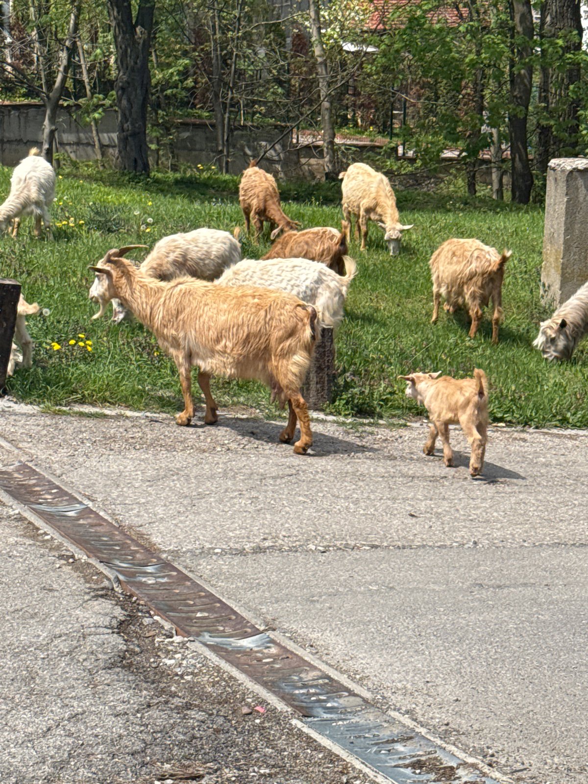 Goats and dogs captured in Sofia's urban-rural borderlands