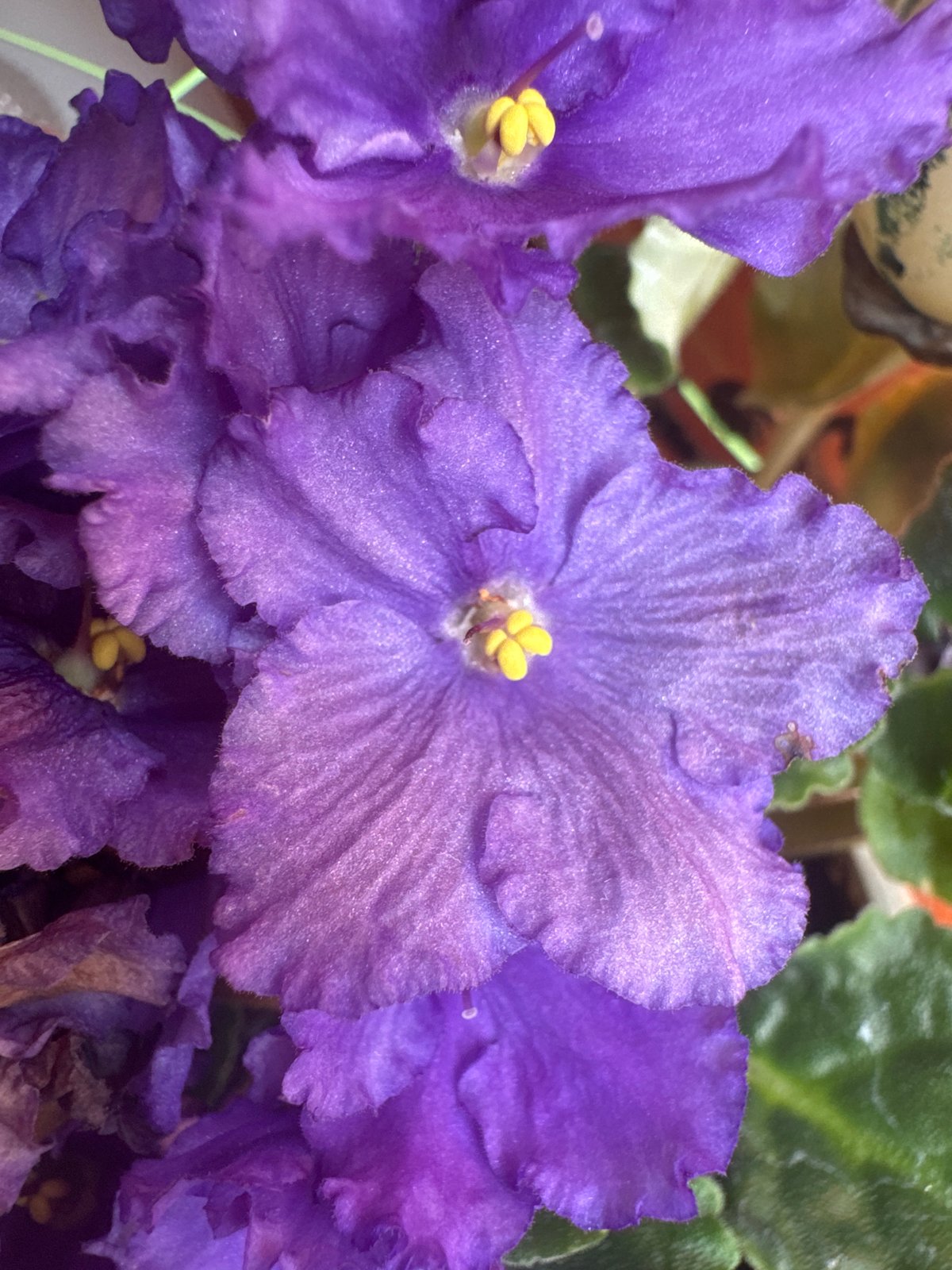 Afternoon in Plovdiv: car interiors, flowers, and fresh lip filler