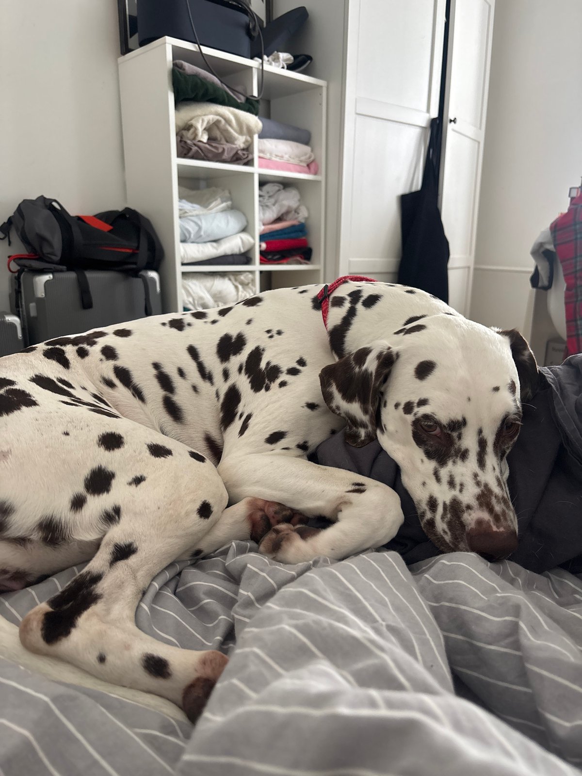 Dalmatian dog rests on bedroom duvet in Moscow