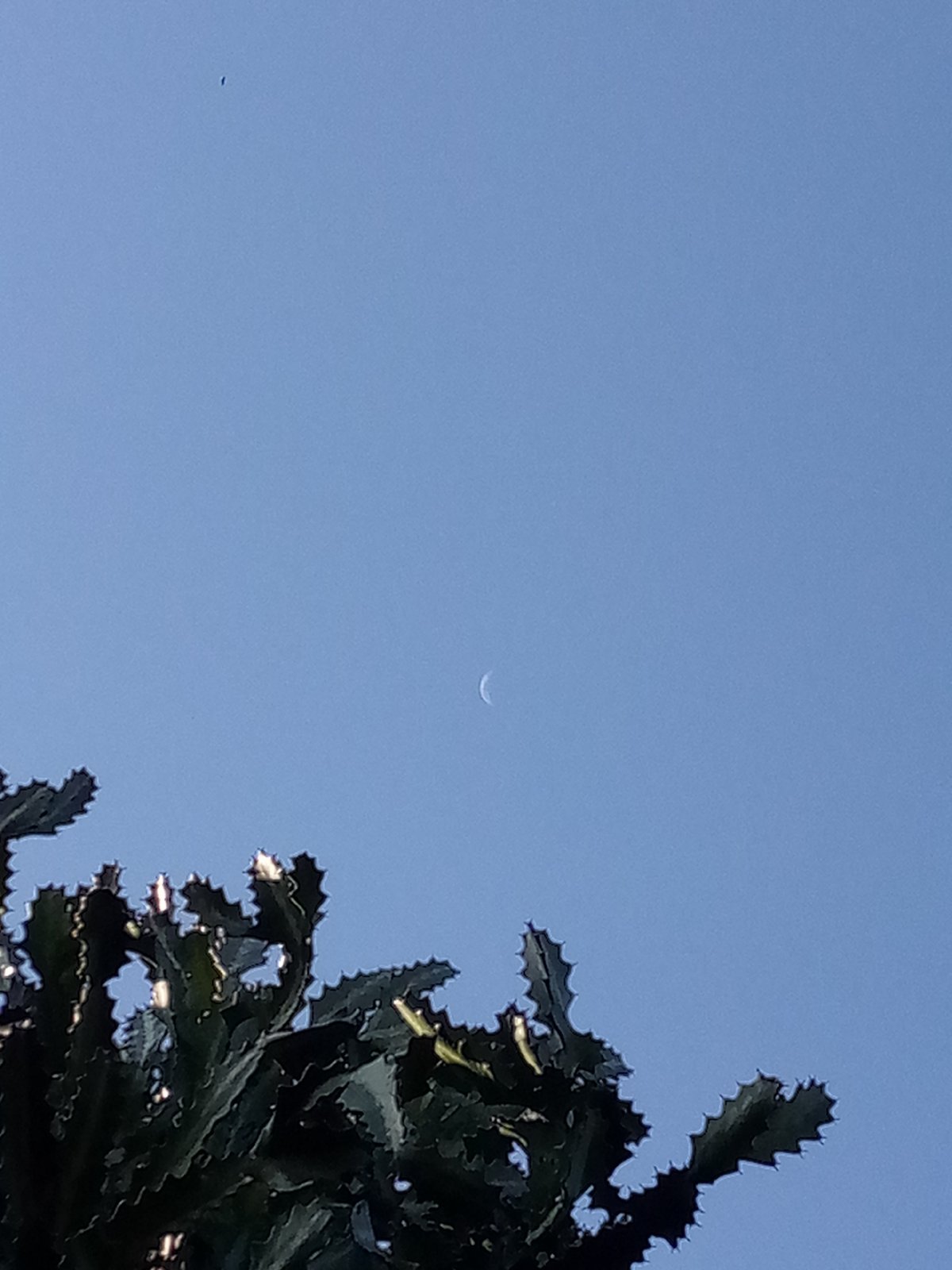 Crescent moon observed over desert plants in Las Guevaras