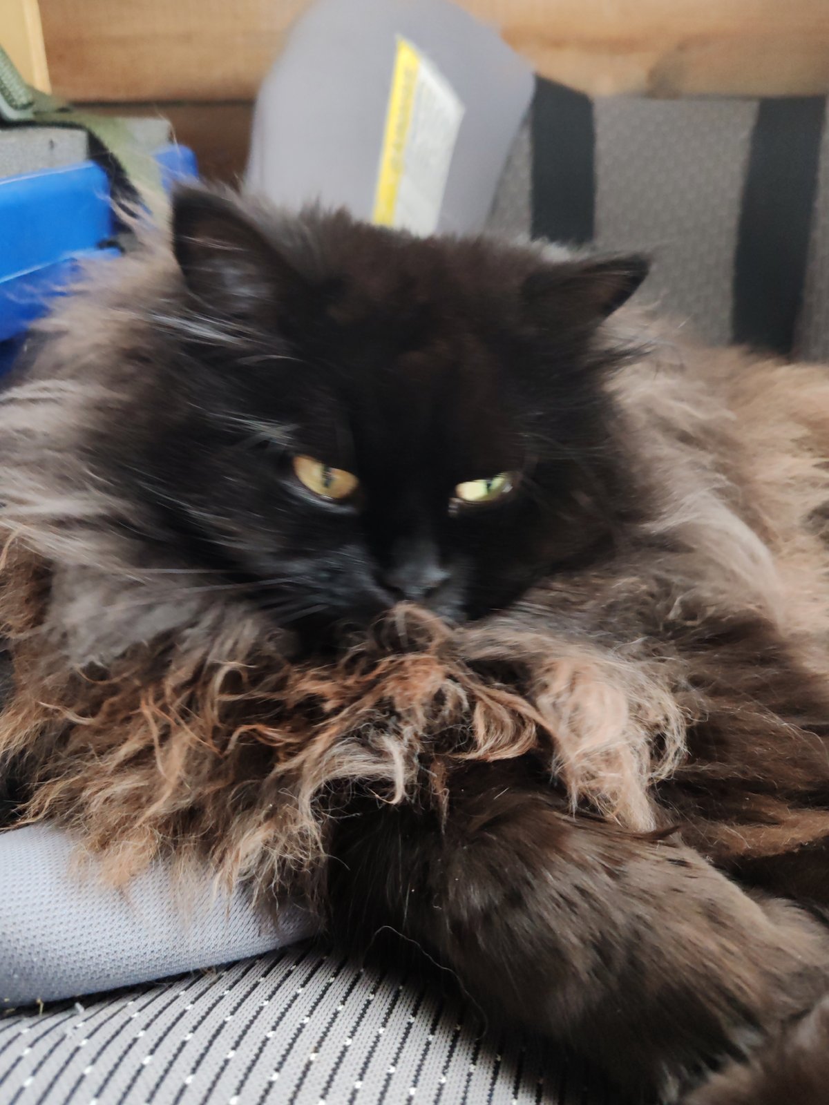 Lazy summer morning with a black cat and breakfast in Chukhloma