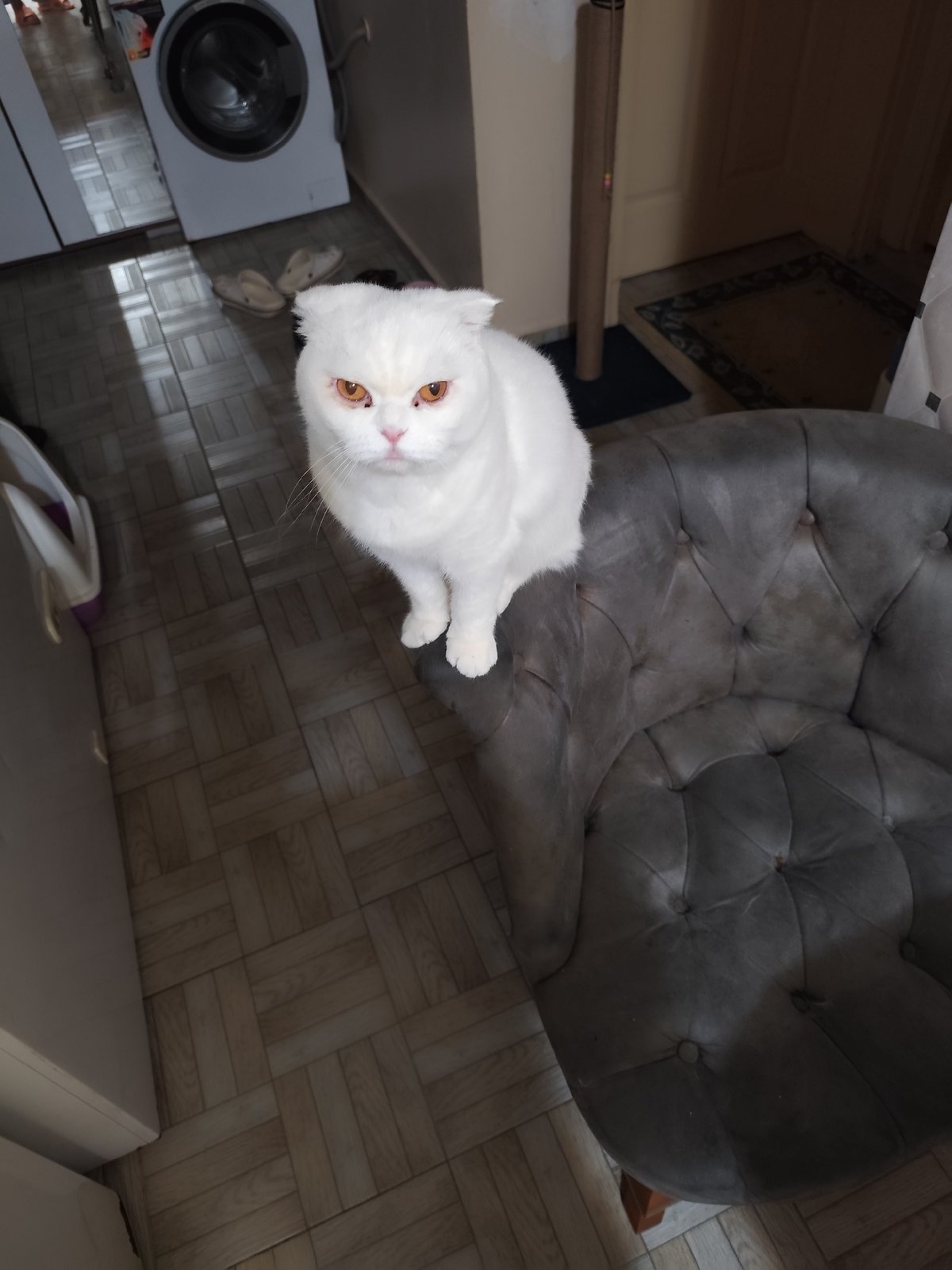 White Scottish Fold cat spotted on armchair in Sarıyer