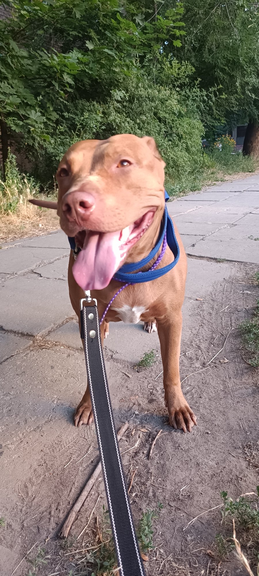 Pit bull walk through a sun-lit Zaporizhzhia park at golden hour