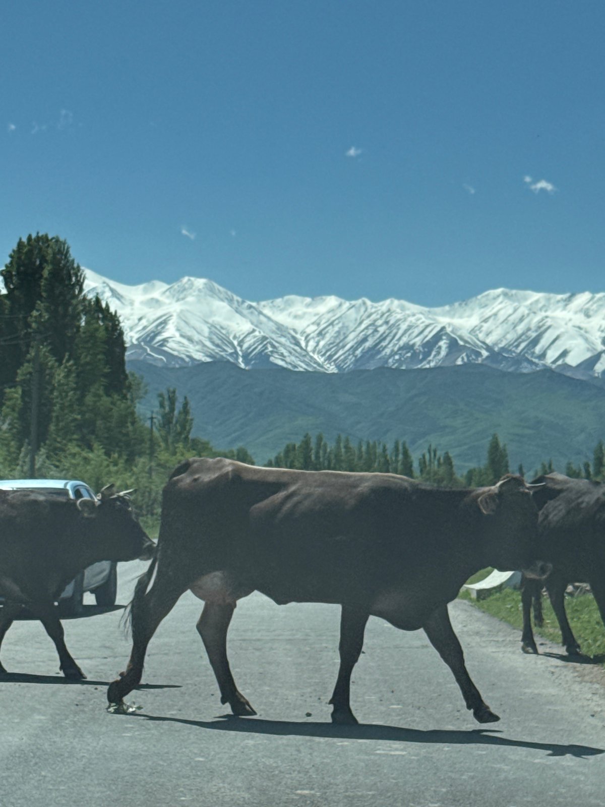 Cattle cross road near Burana, Kyrgyzstan amid mountain backdrop