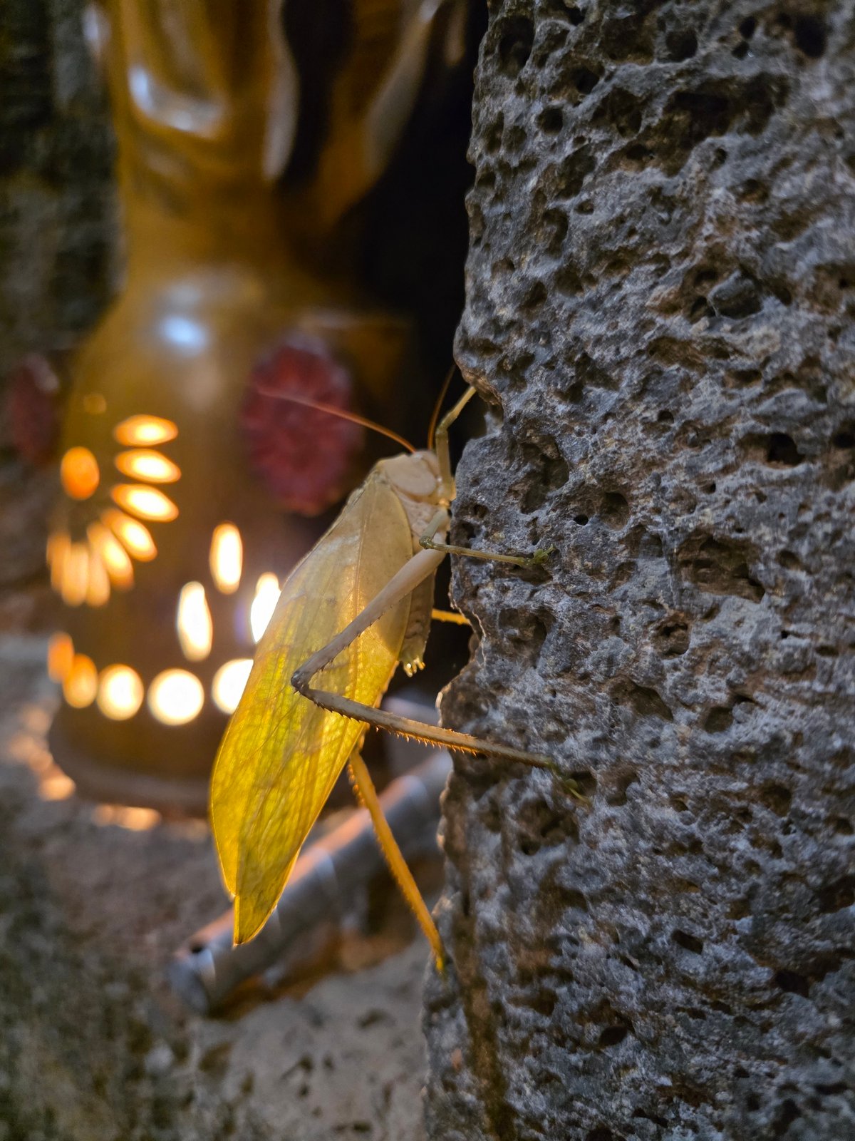 Grasshopper spotted on stone wall in Cuernavaca, Mexico