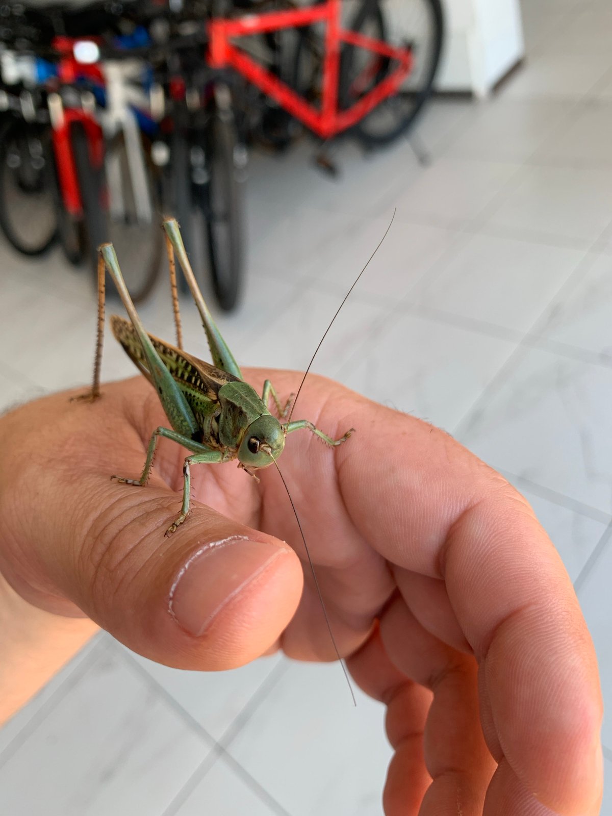 Green grasshopper examined up close in Kropotkin, Russia
