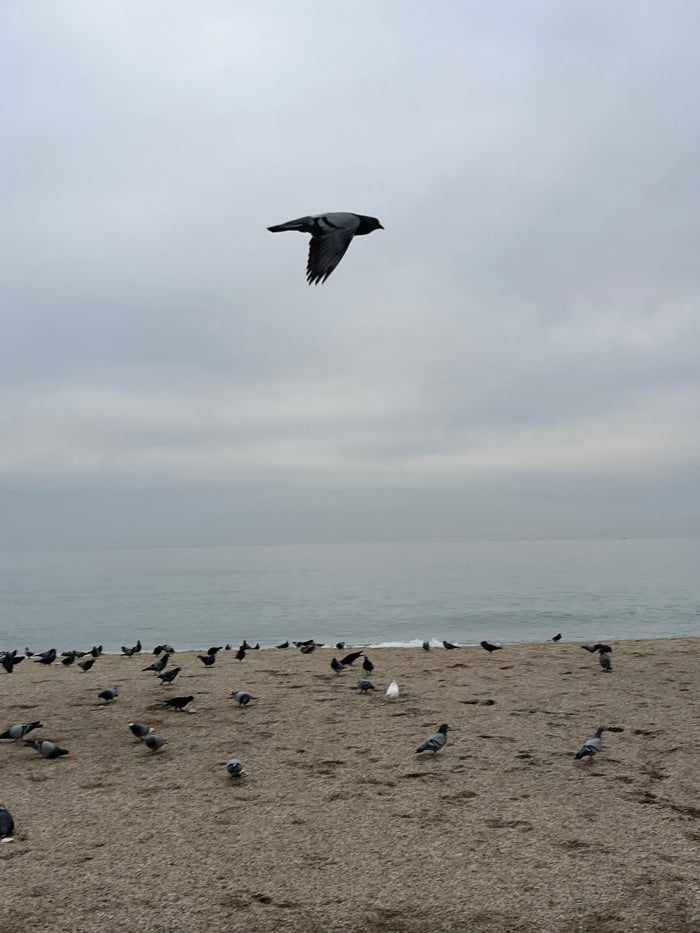 Early morning beach observations recorded in Alanya, Turkey