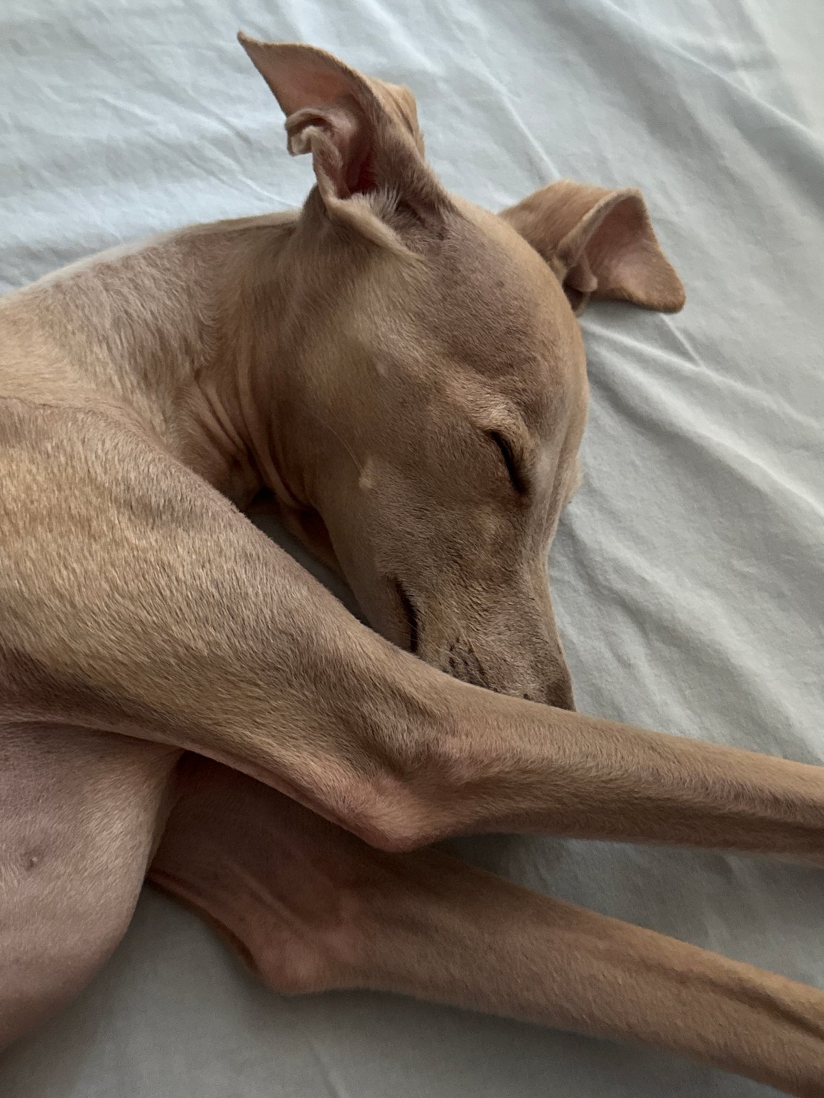 Italian Greyhound deep asleep on a blue sheet in St. Petersburg