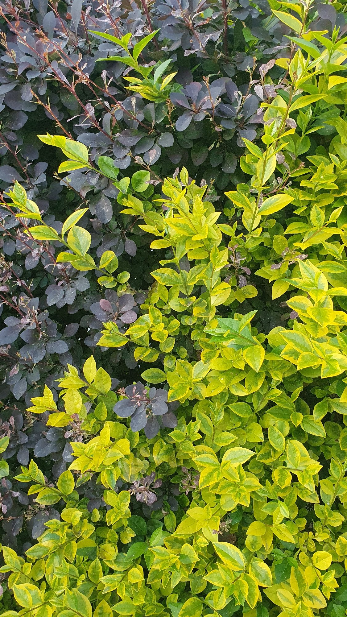 Colorful flowering bushes documented in three-minute observation window