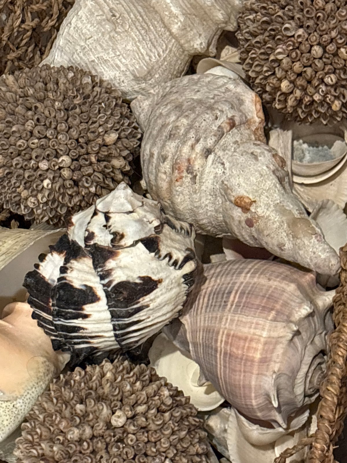 Decorative seashell and dried flower display observed in Puebla