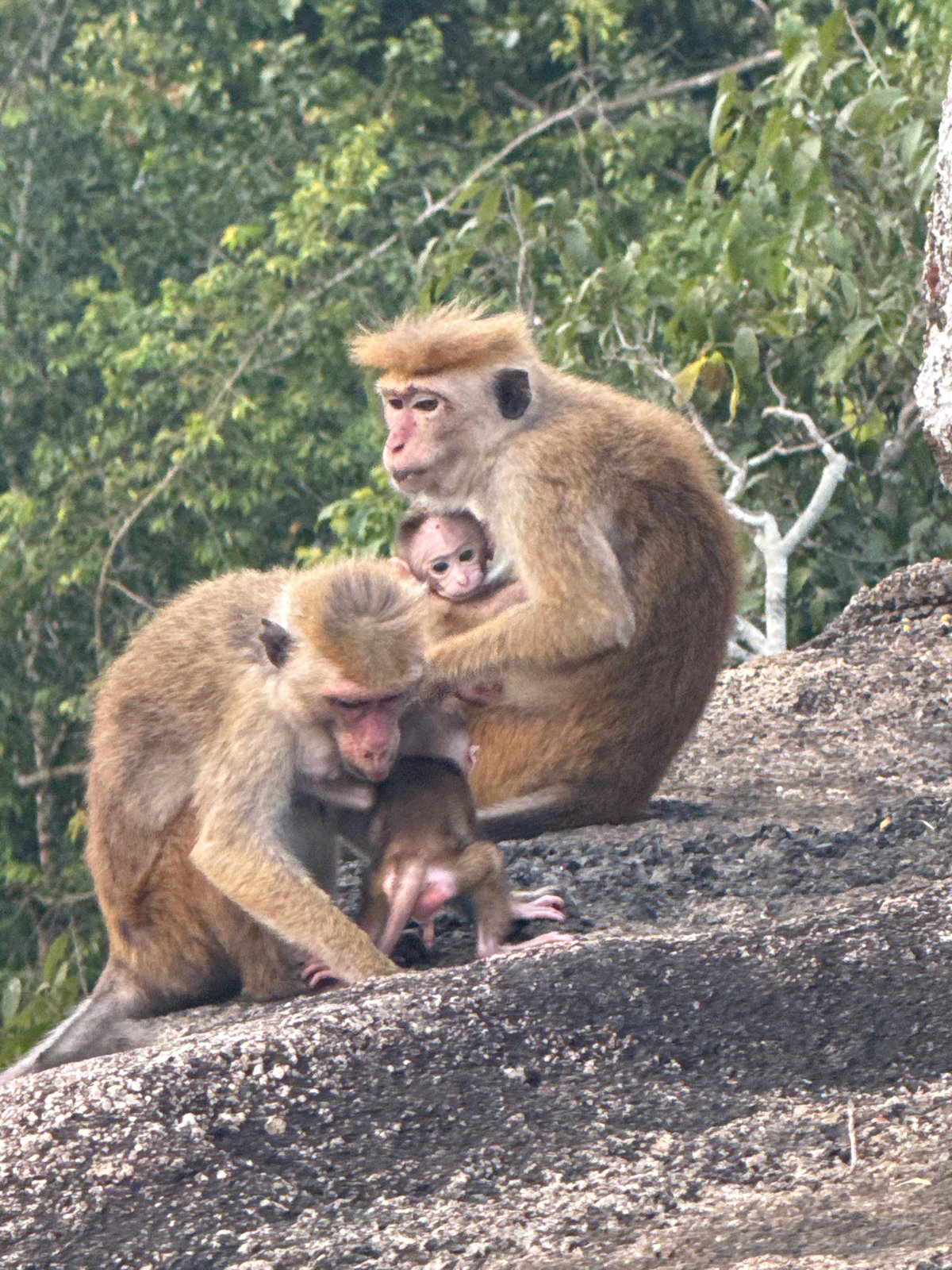Toque macaques huddle together on a rocky surface in Sri Lanka
