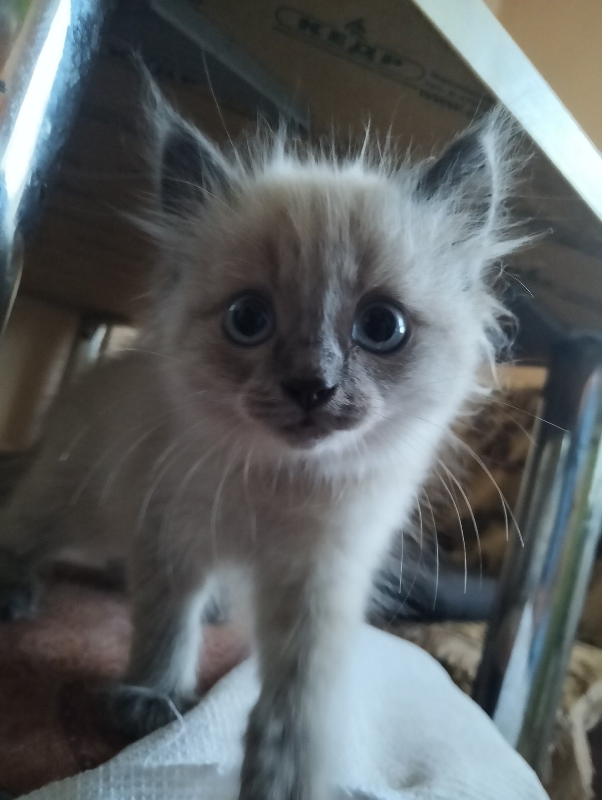 Blue-eyed kitten stares straight into the camera, up close.
