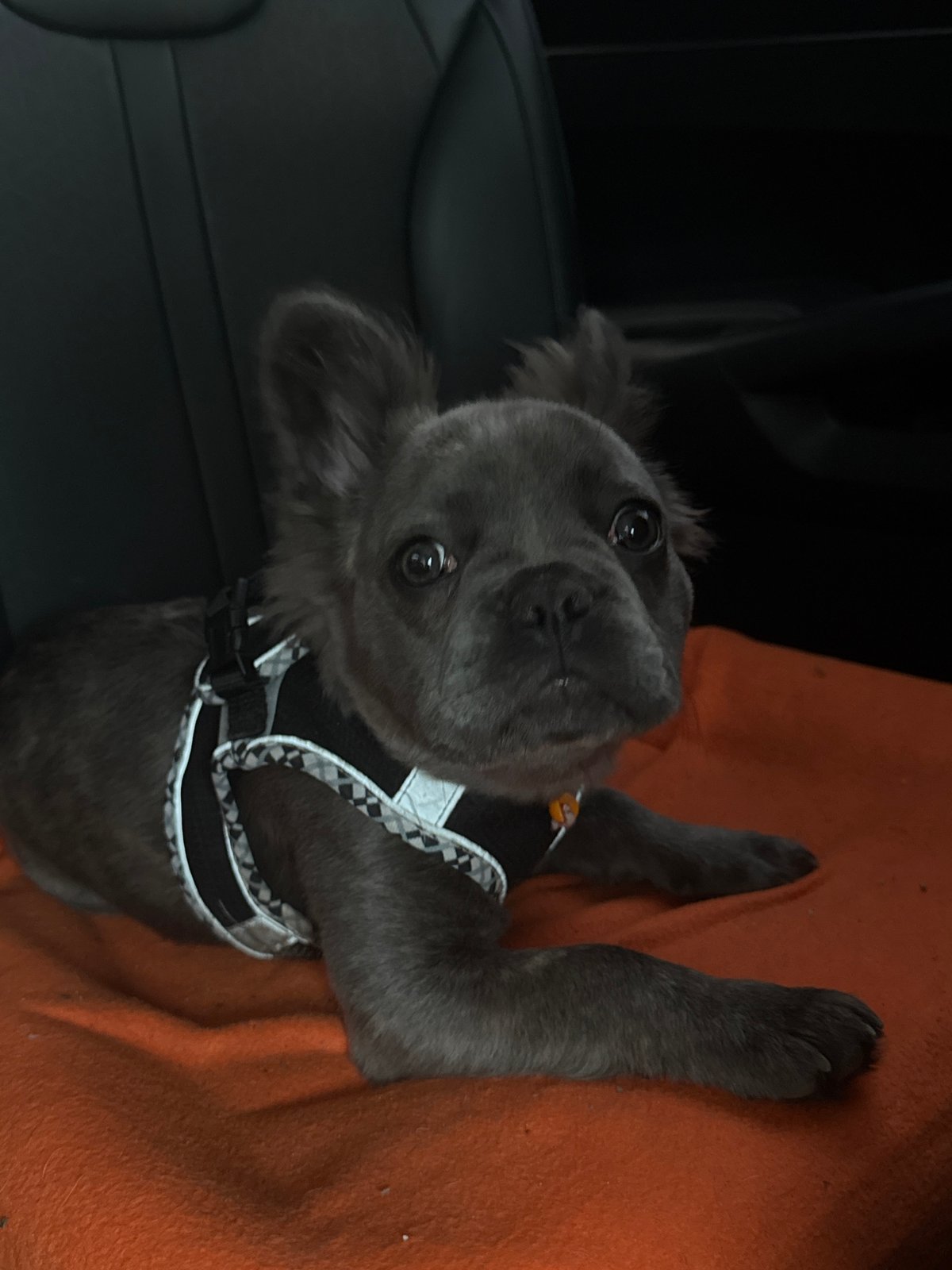 French Bulldog puppy travels in car seat in Sofia