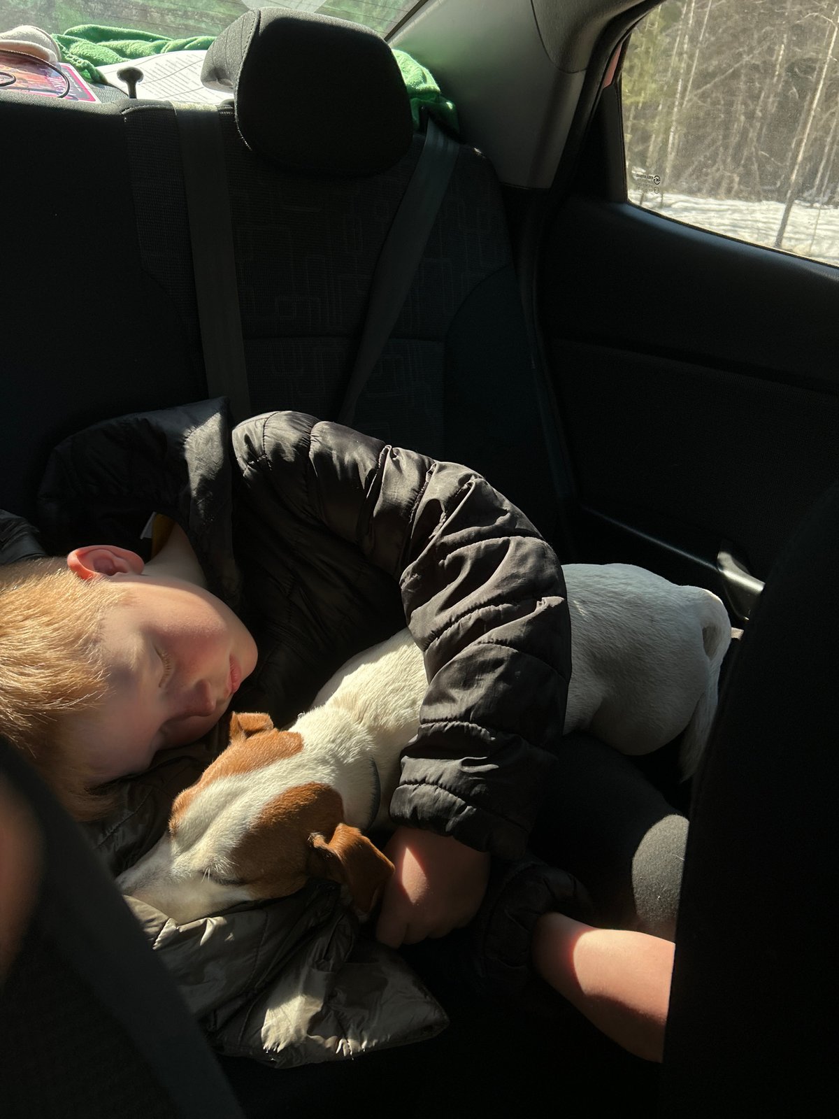 Boy sleeps with Jack Russell Terrier in car backseat
