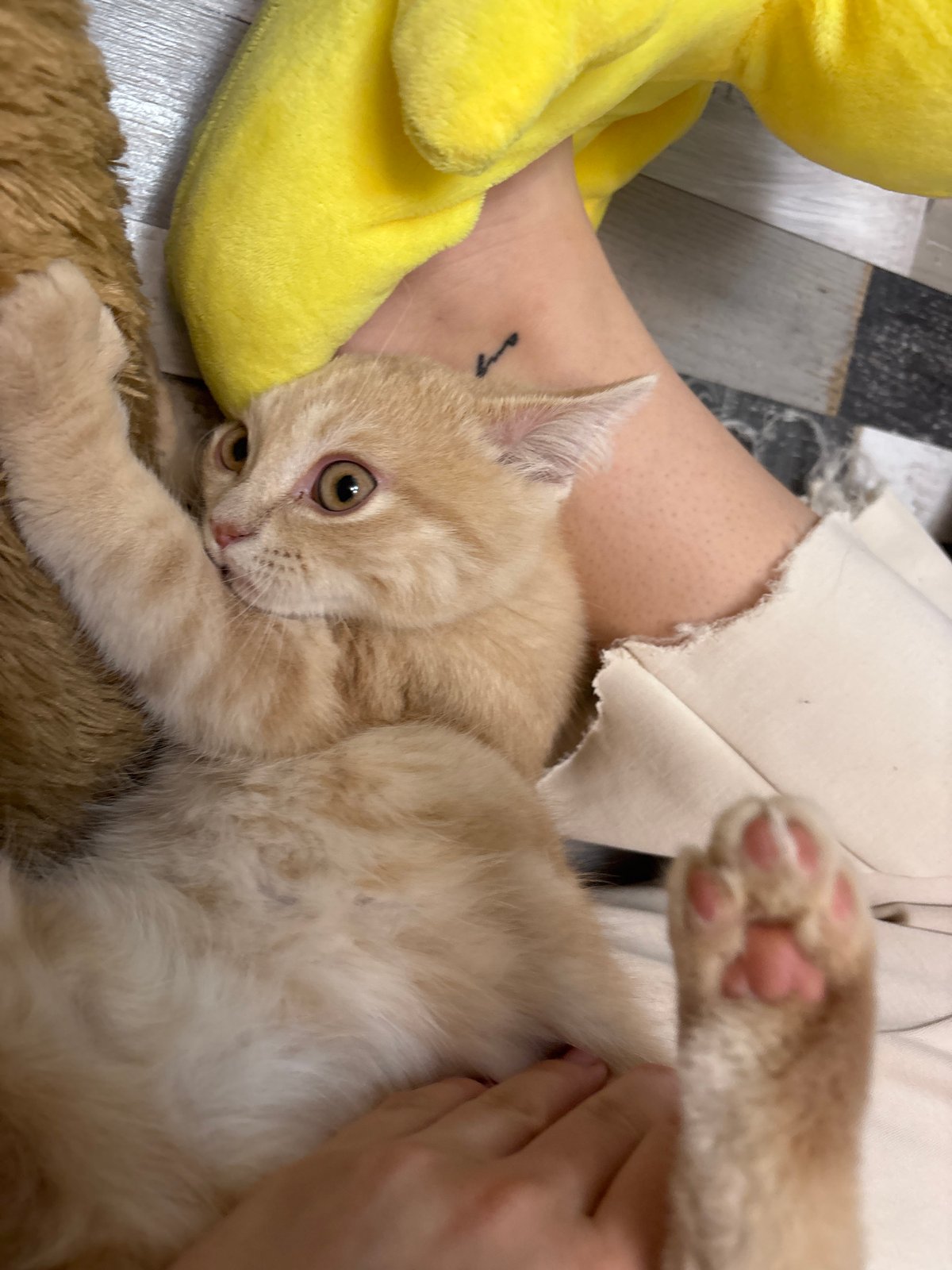 Kitten rests with stuffed toy in Bulgarian home