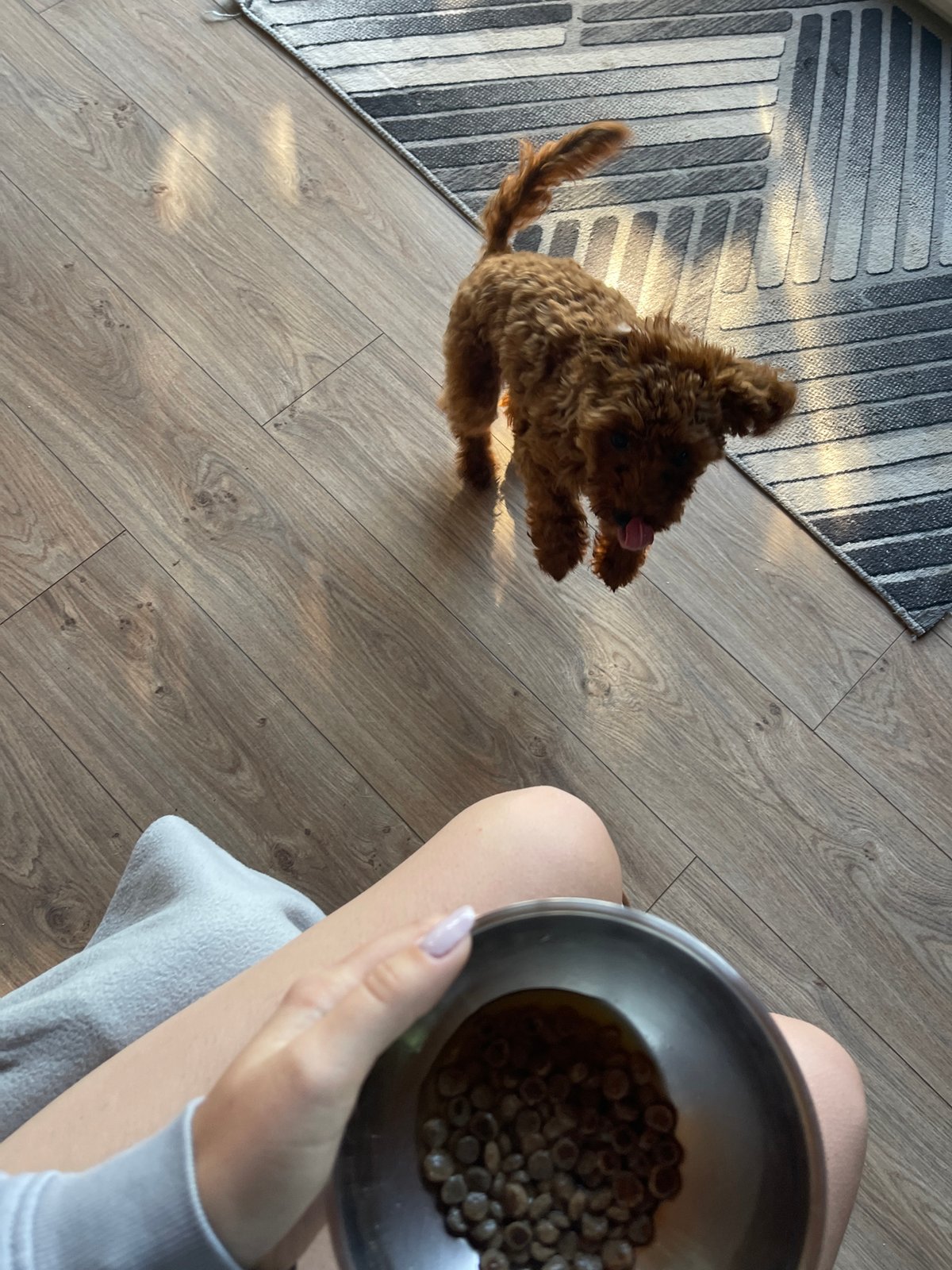 Brown poodle puppy's morning routine documented in Sofia