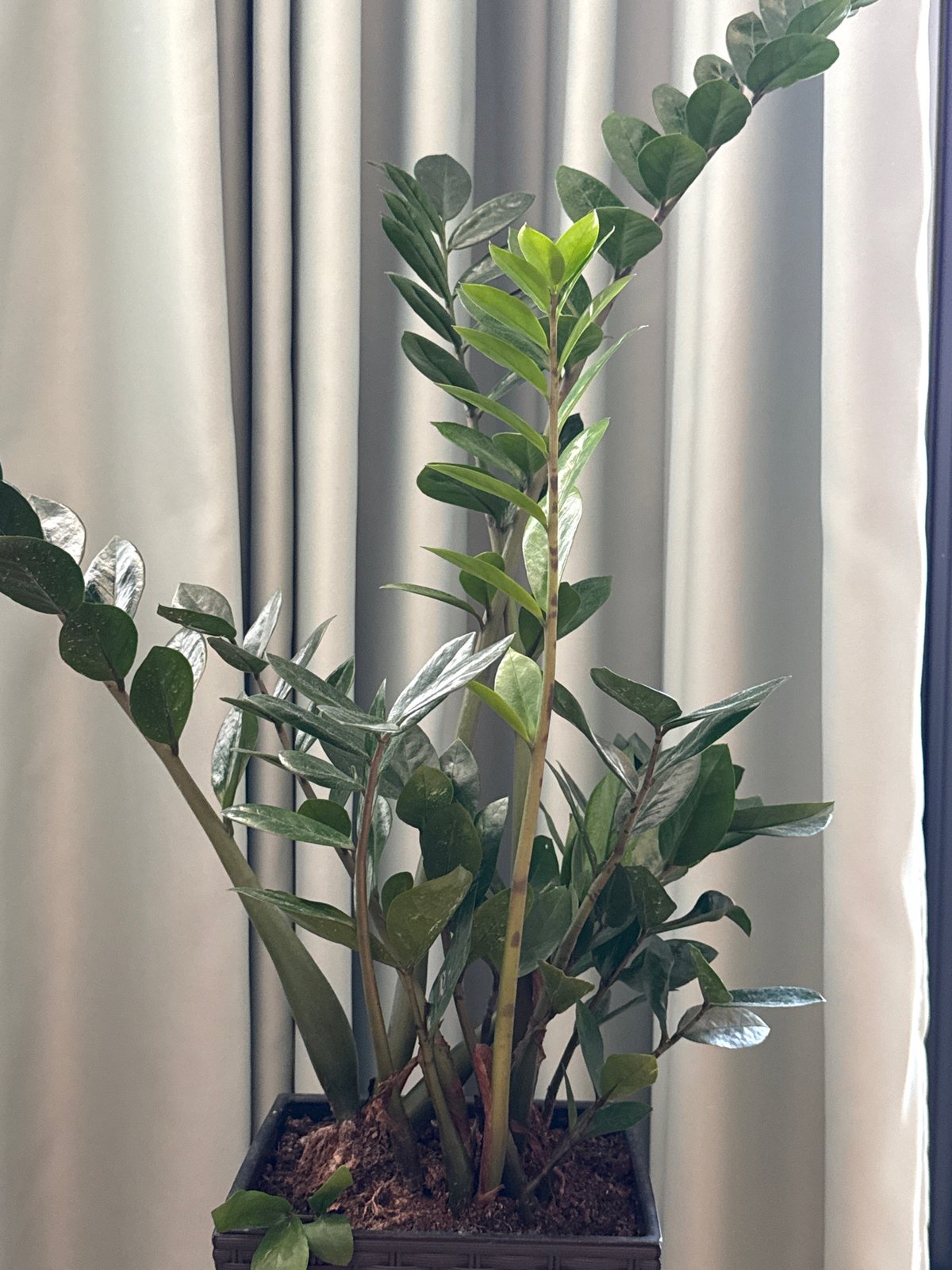 Snapshots of a modern apartment — plants, gear, and everyday objects