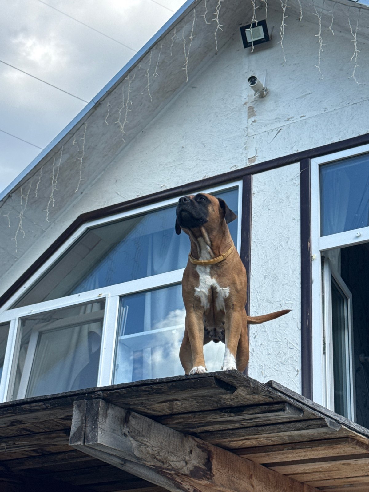 Dogs, roses, and a relaxed afternoon in Chaikovsky